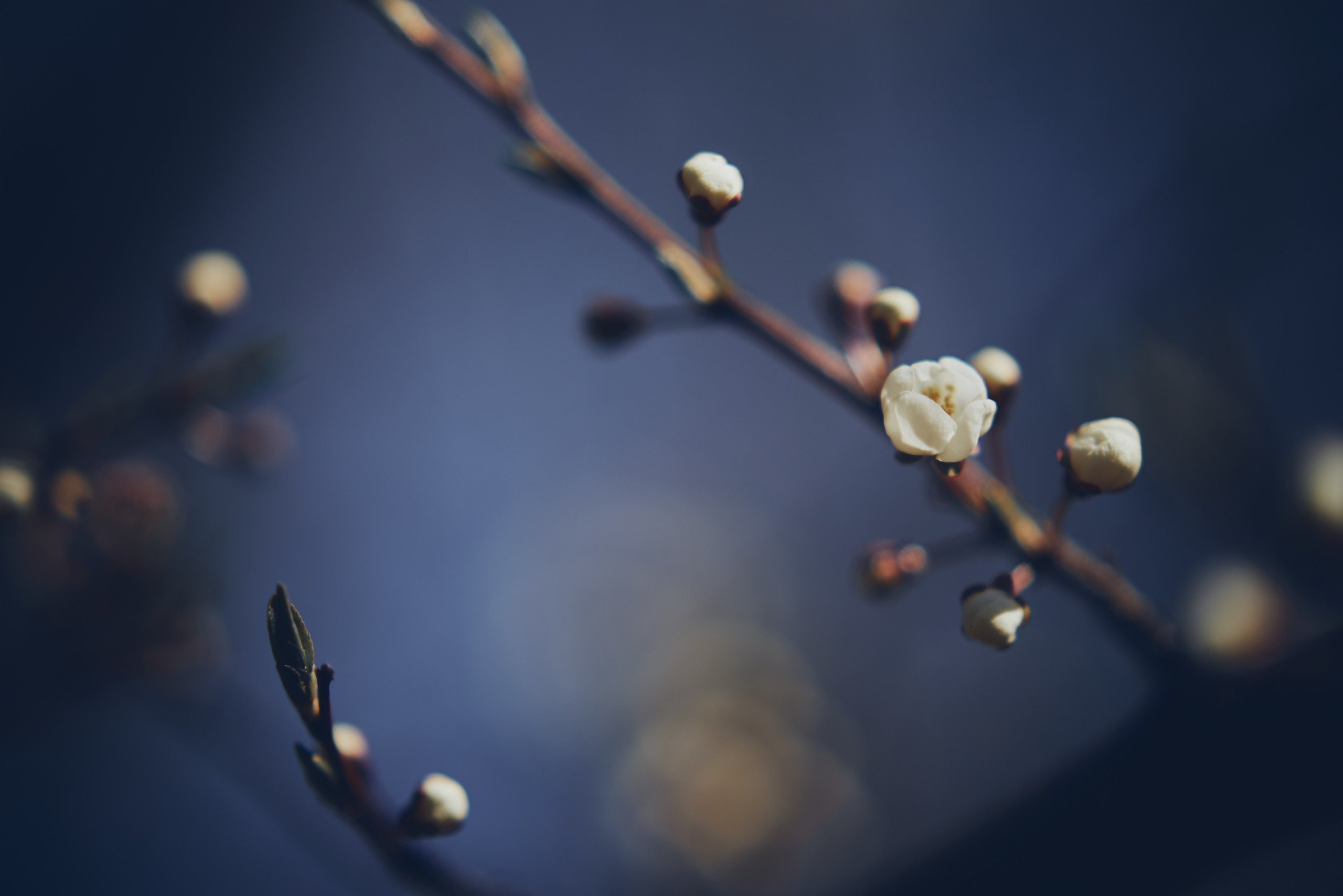 Sakura time