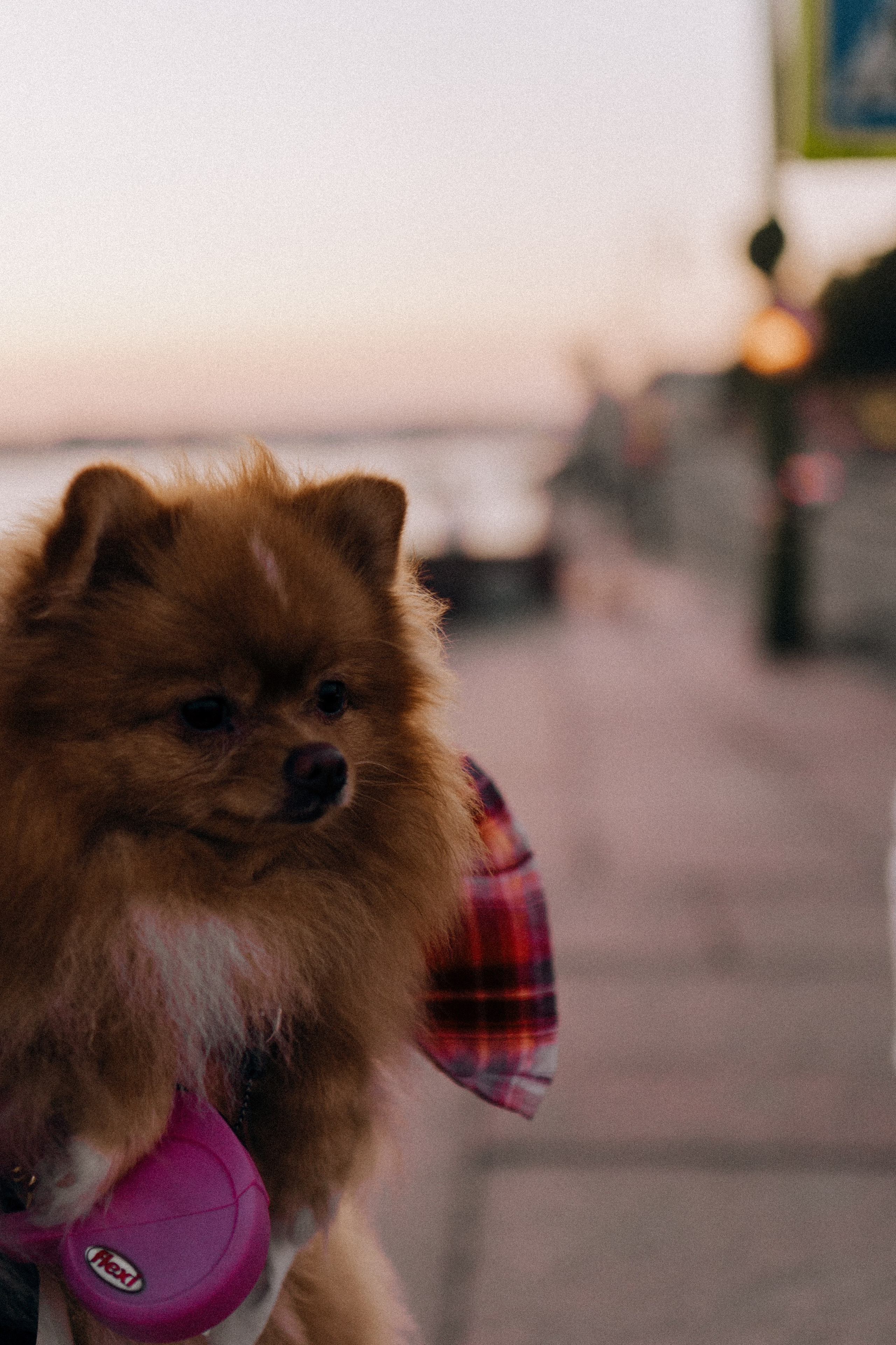 РАССВЕТНАЯ ИСТОРИЯ. Профессиональный фотограф, Санкт-Петербург — Виктория Богомолова