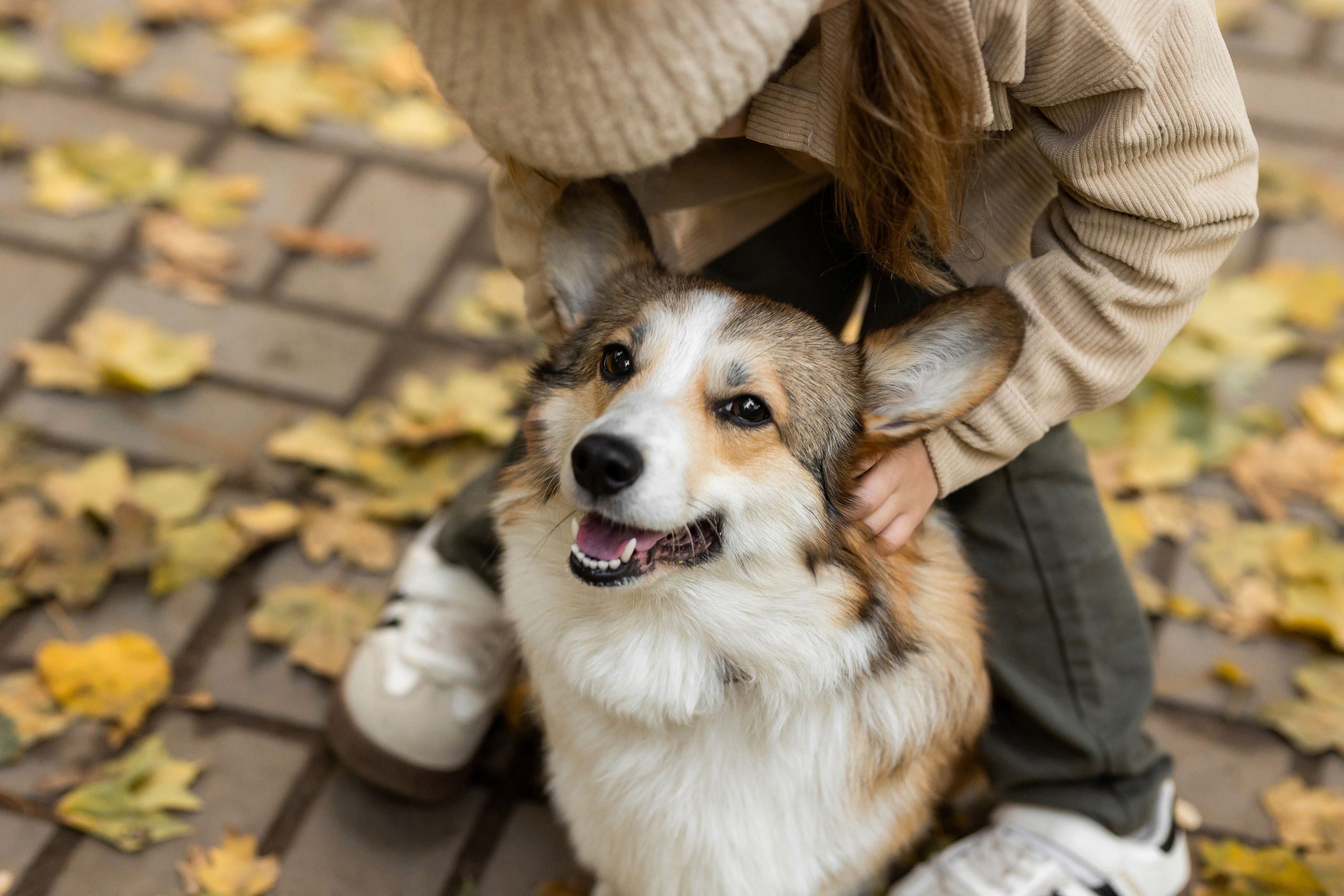 Осень с Корги. Семейный и женский фотограф в Ростове-на-Дону Екатерина Фитисова