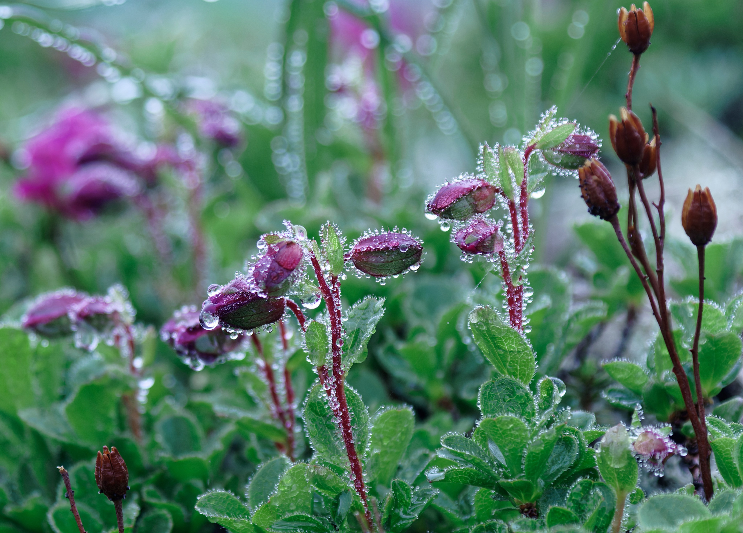Камчатка. Фототрип. Тур?. Семоха Валерий. Фотограф