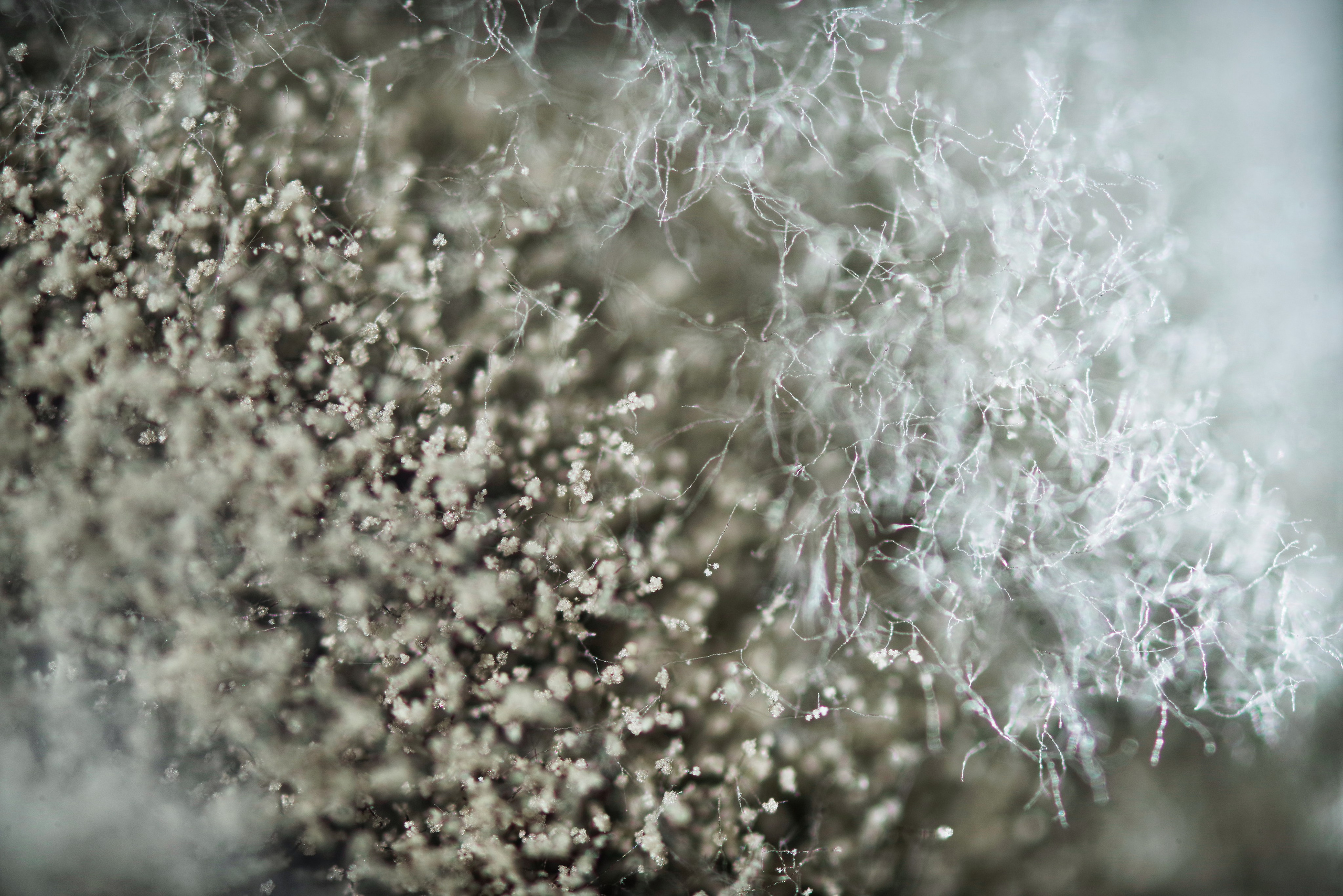 Плесень с большим увеличением