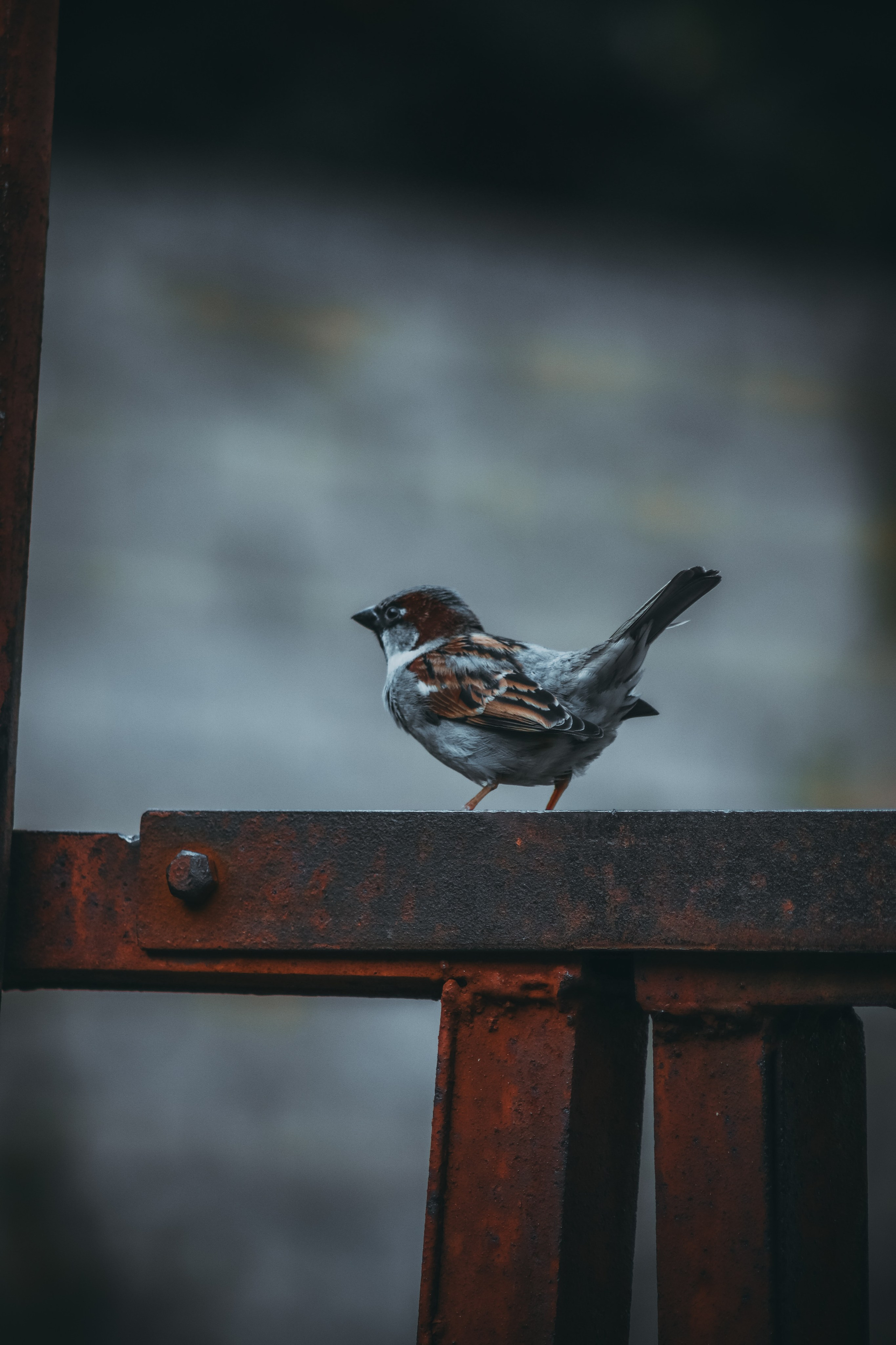 Р А З Н А Я — Ж И В Н О С Т Ь. — Digital Noise —