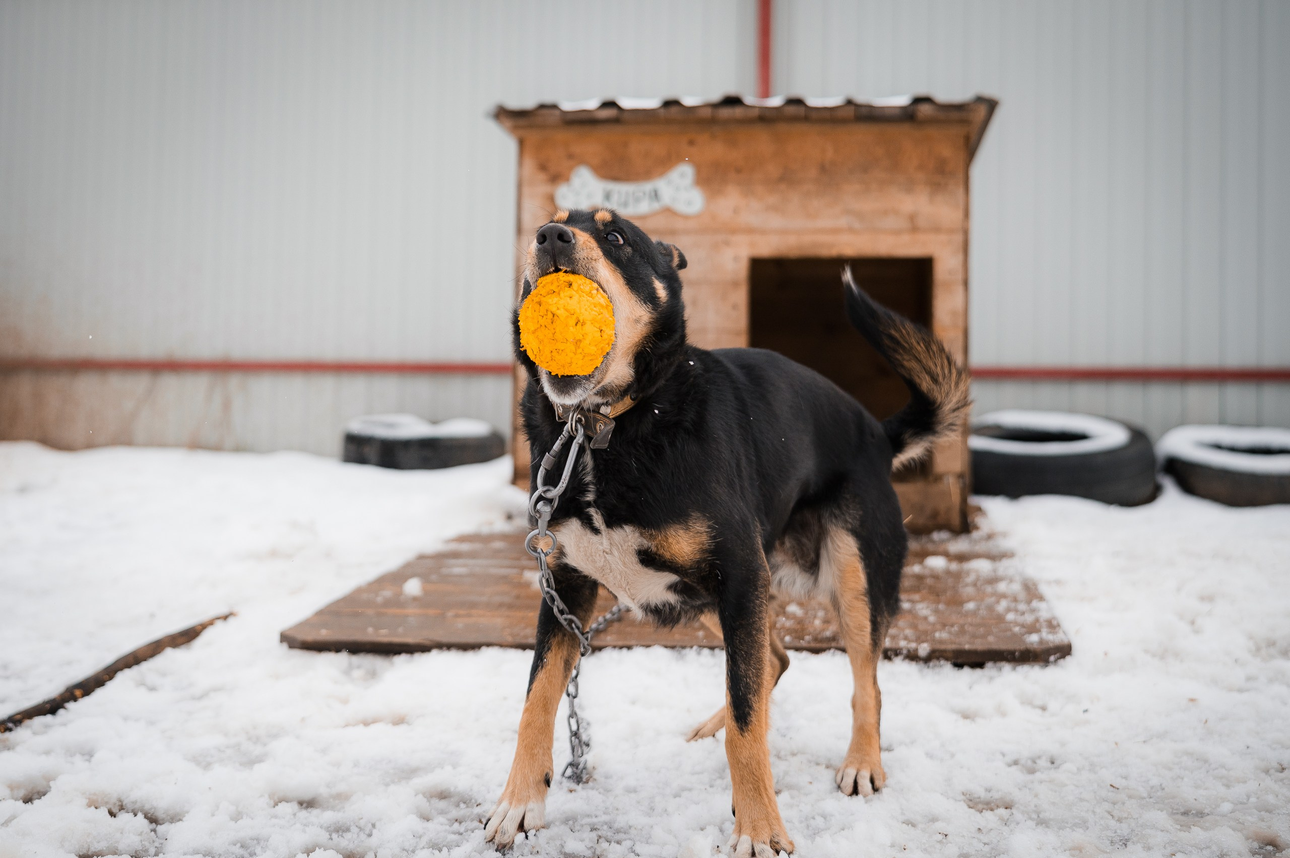 Кира. Улыбка собаки — спасение и пристройство бездомных собак