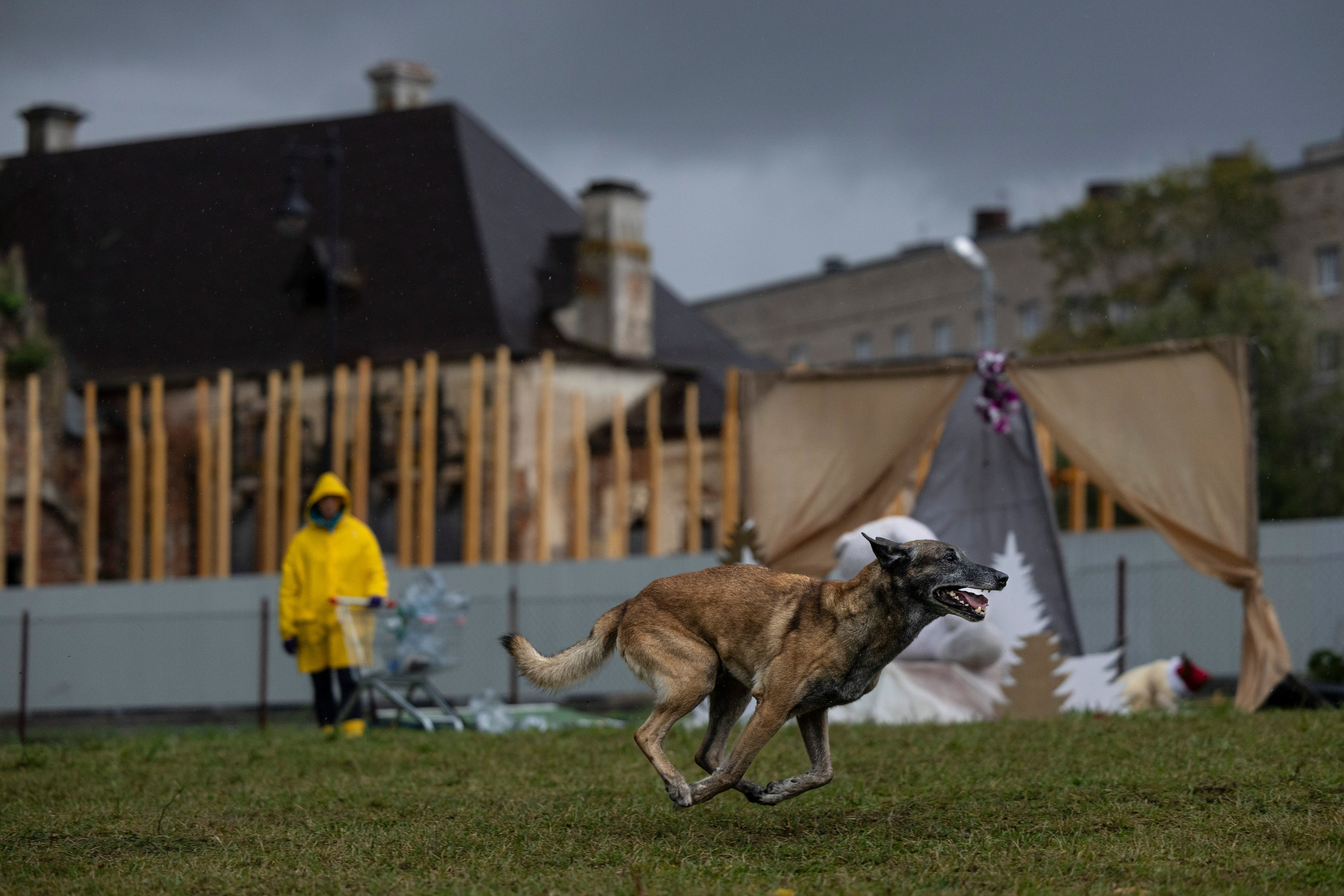 Испытания по Мондьорингу г. Пушкин. Фотограф-анималист Анна Маринич