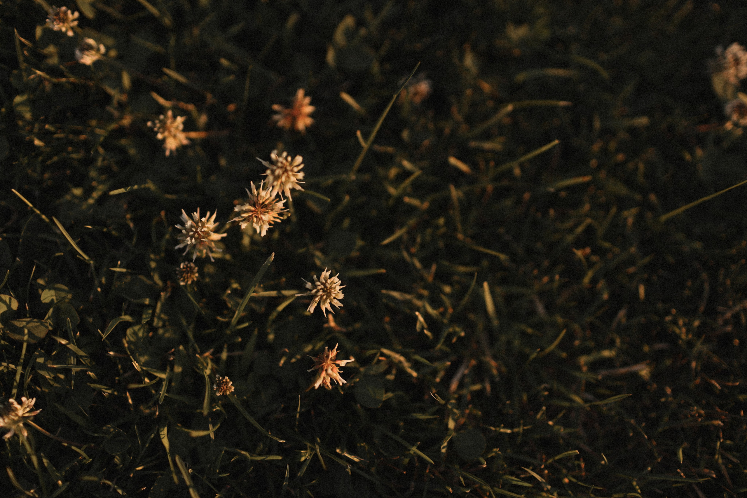 Mushrooms. Фотограф Воронцова Виталия Крым Севастополь