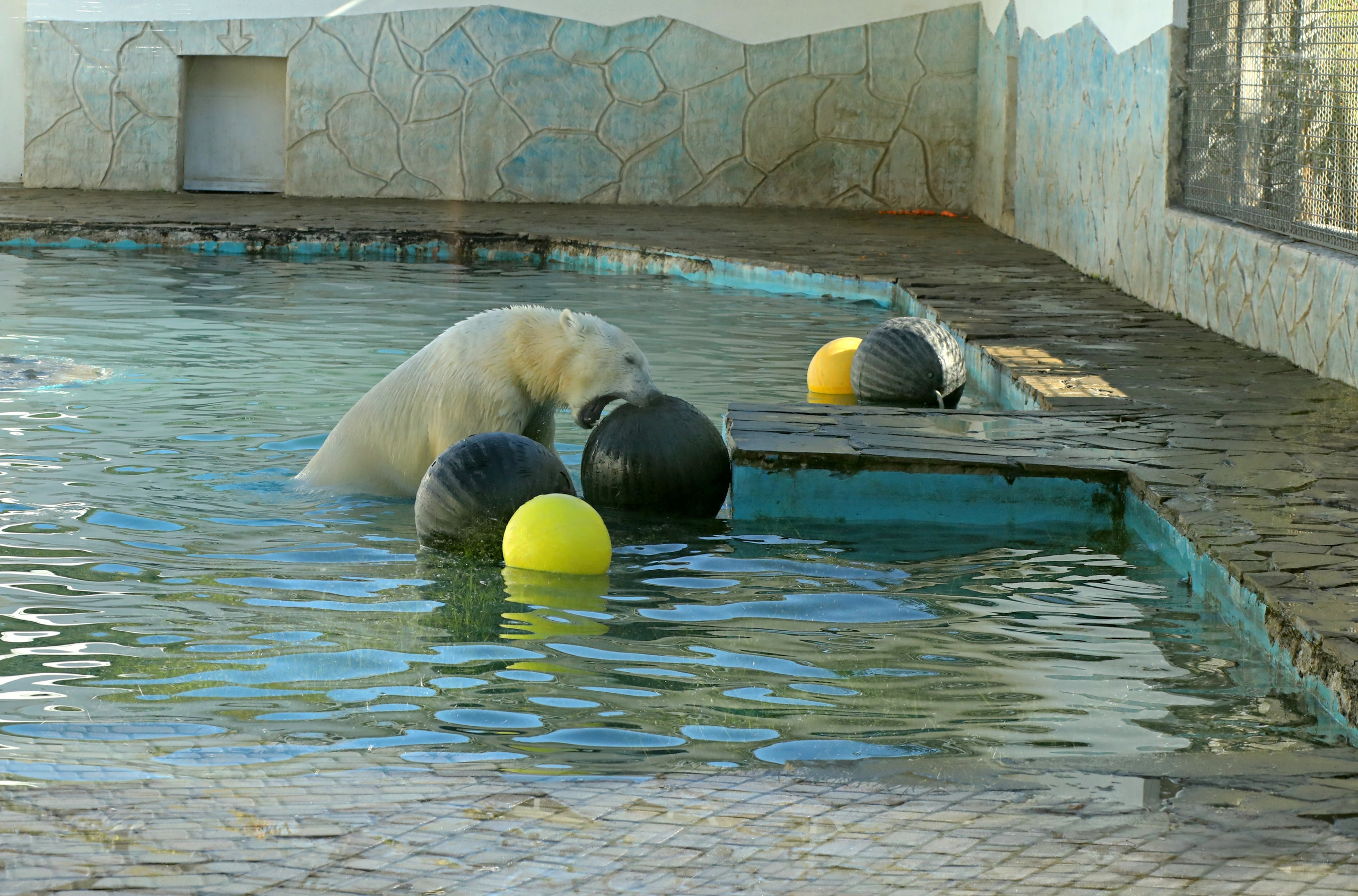 Ростовский зоопарк. Фото-художник и Репортажный фотограф Николаев Александр Алексеевич