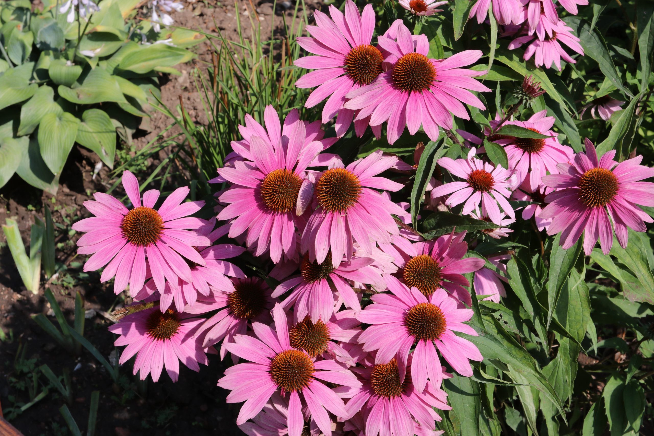 Эхинацея из Кисловодска. Фото-художник и Репортажный фотограф Николаев Александр Алексеевич