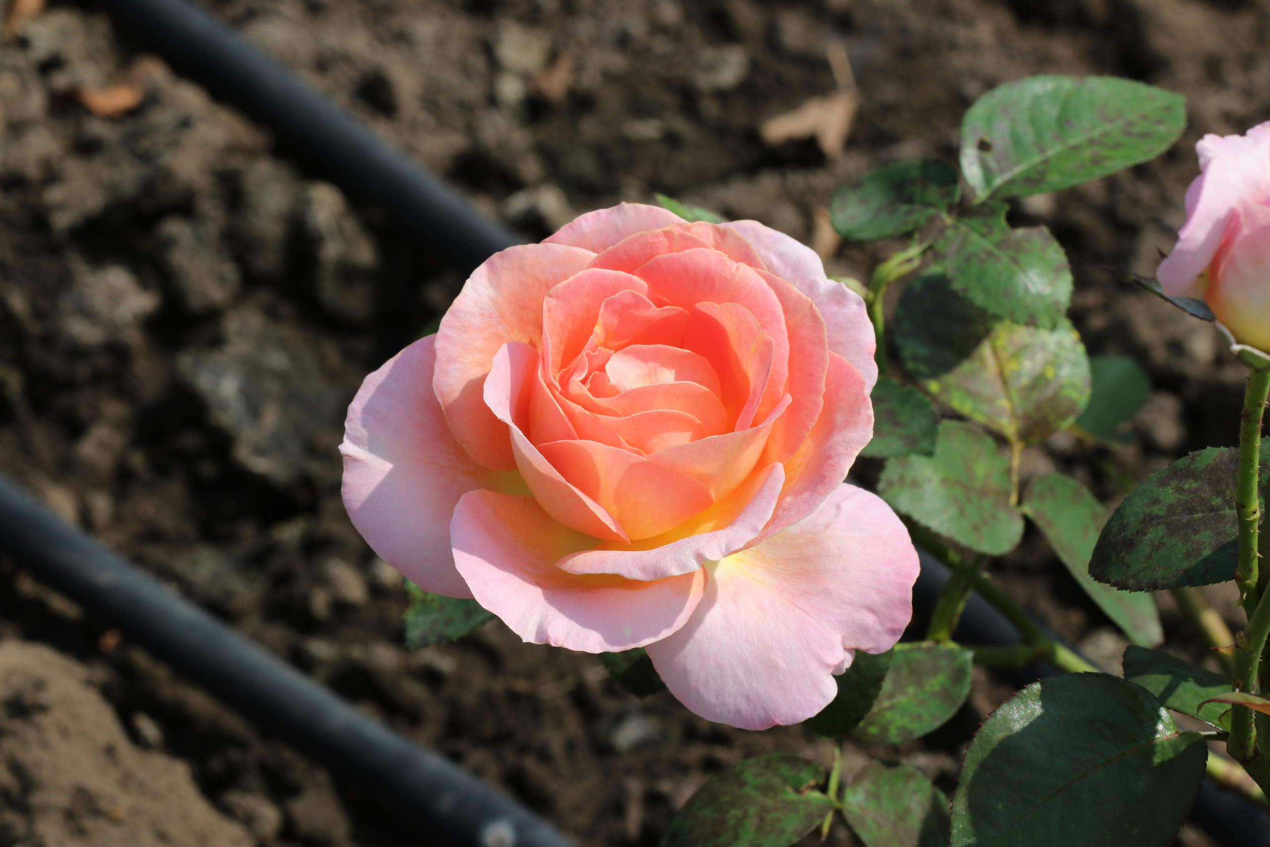 Долина роз в Кисловодске. Фото-художник и Репортажный фотограф Николаев Александр Алексеевич