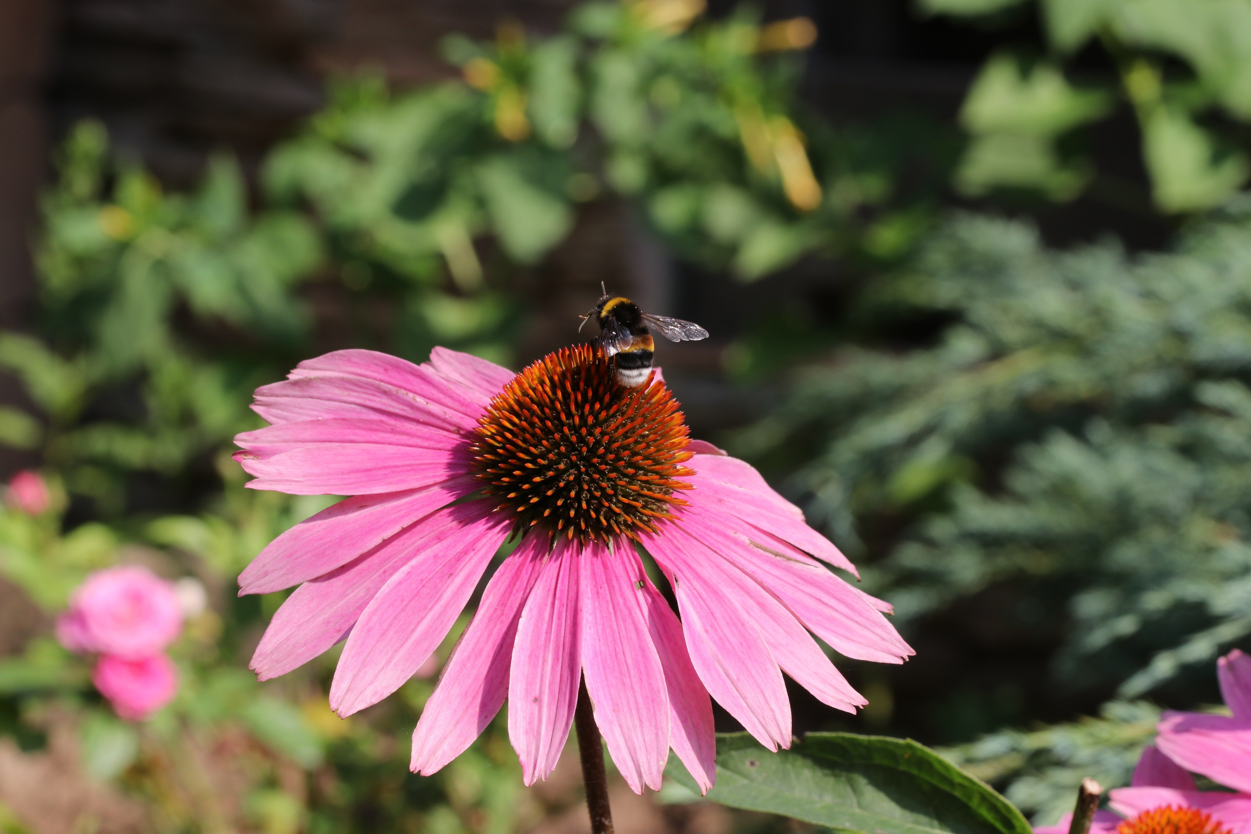 Эхинацея из Кисловодска. Фото-художник и Репортажный фотограф Николаев Александр Алексеевич