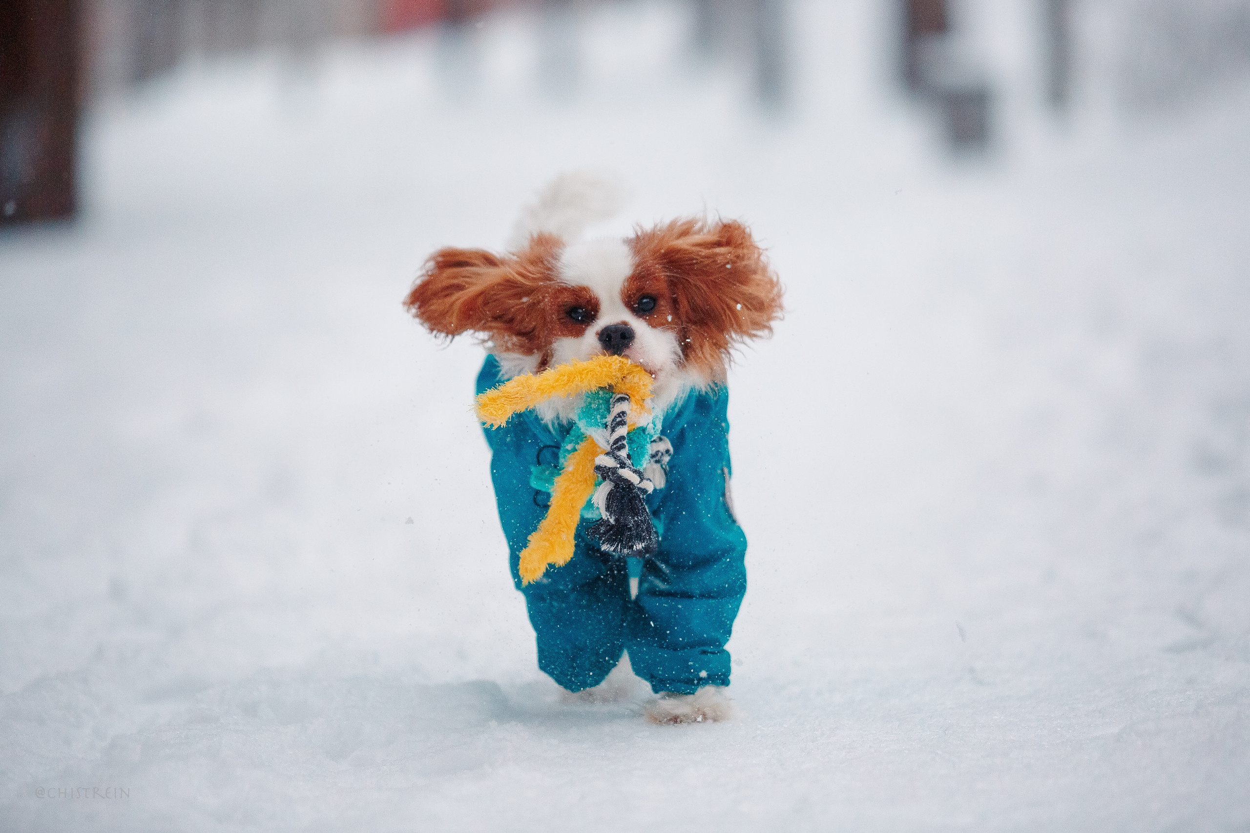 Внезапно апрельская зима. Фотограф-анималист Наталия Чистюхина в г. Сосновый Бор и ЛО