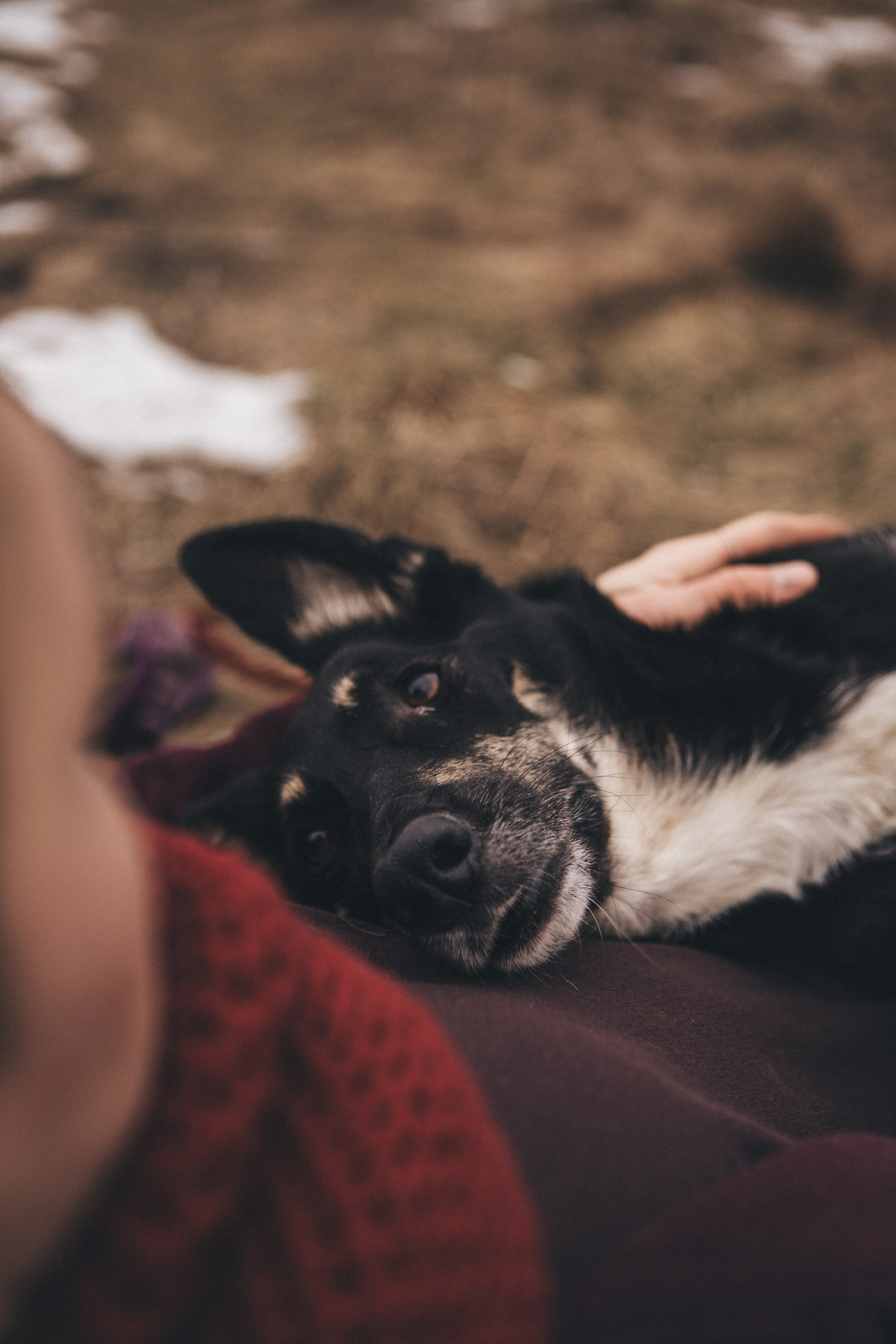 A cinematic tale of true love and unbreakable friendship between a man and a dog. Portrait, family and pet photographer in Cyprus, Ksenia Bourdelle