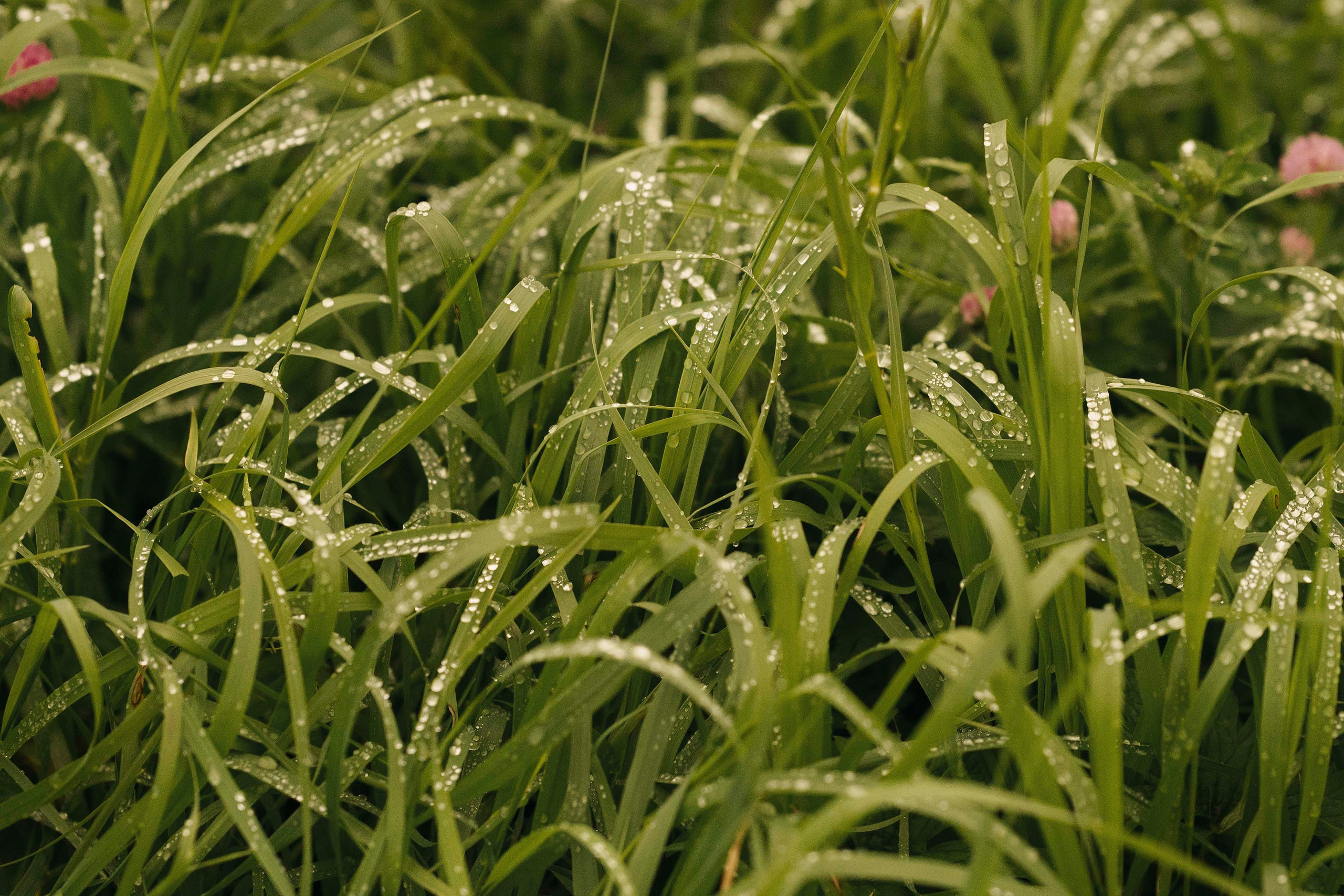 Мартин. Фотограф- анималист Александра Матвеева