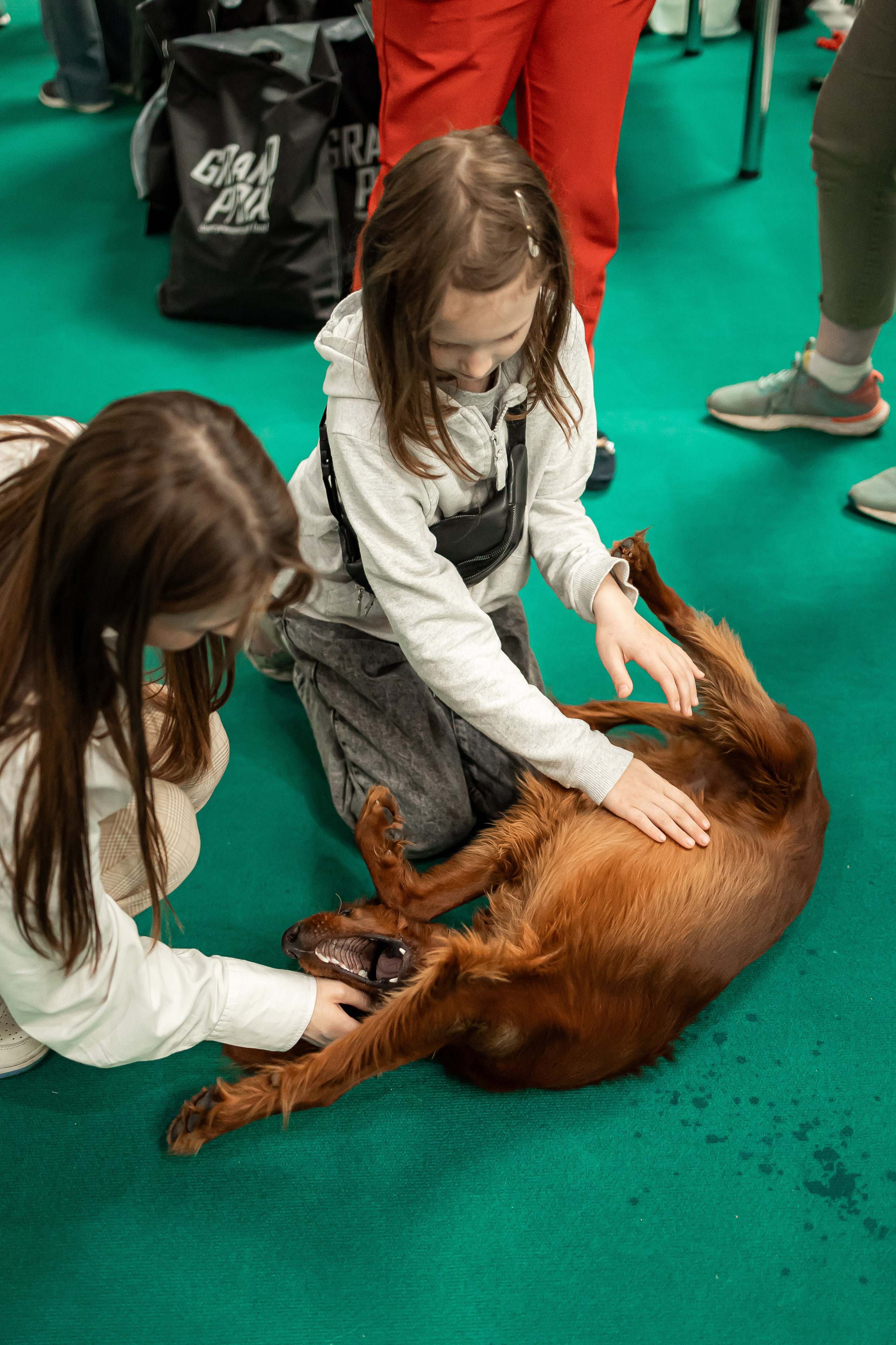 Выставка сеттеров 19.05.24