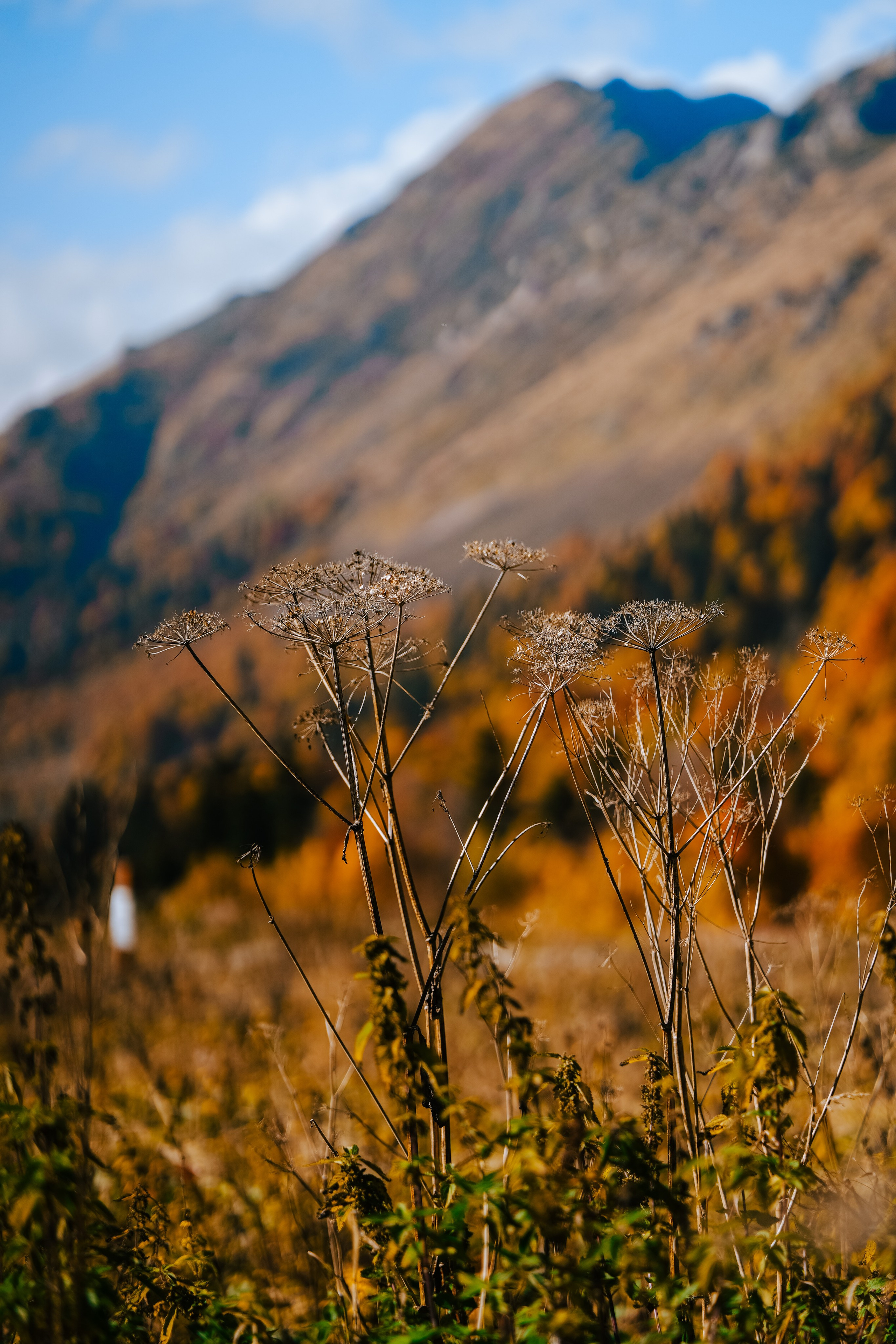 Роза Пик, тропа Турья ✽ Октябрь. Репортажный фотограф | Роза Хутор Красная Поляна Сочи Сириус