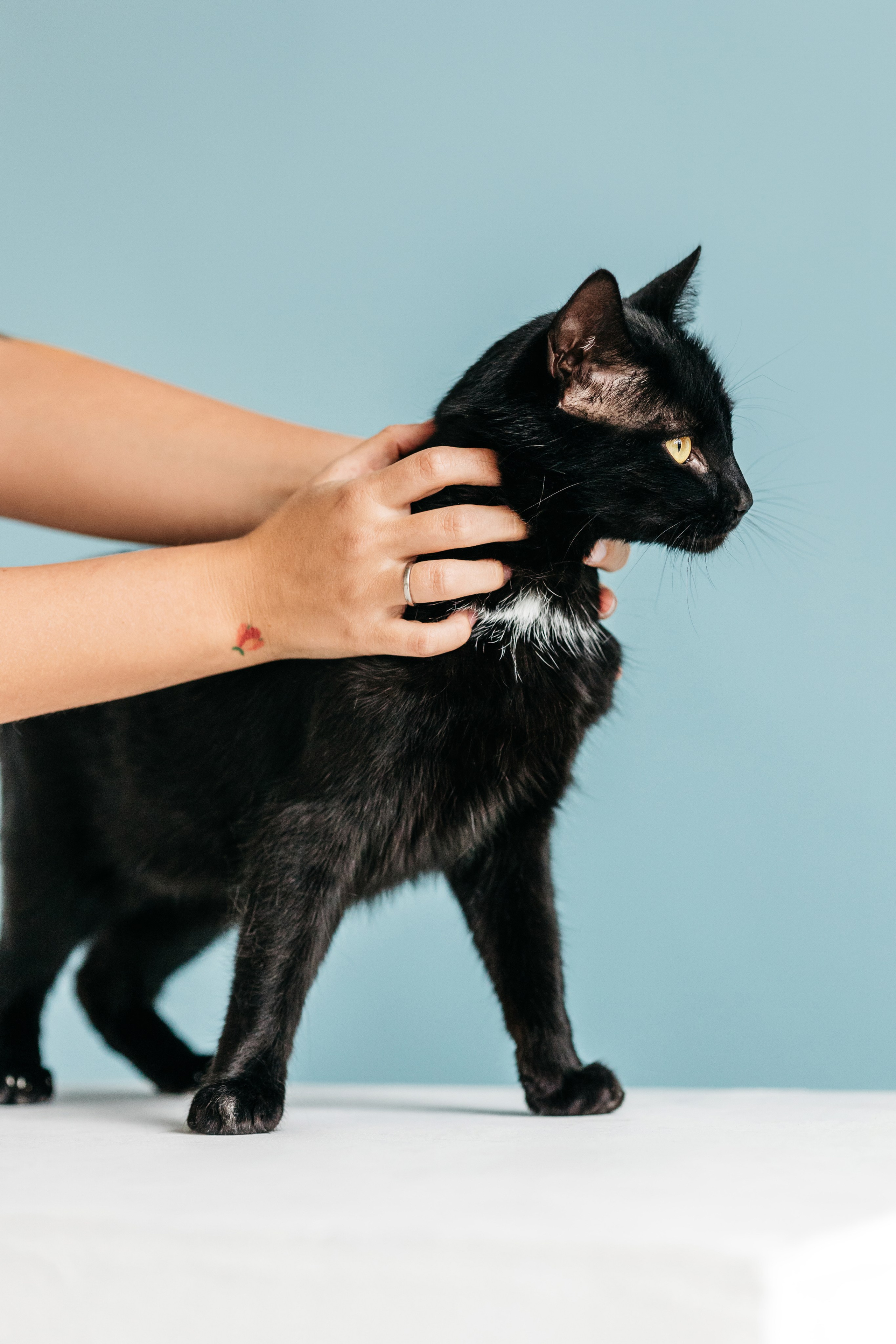 Кузя. Фотограф-анималист Елена Радченко, Москва