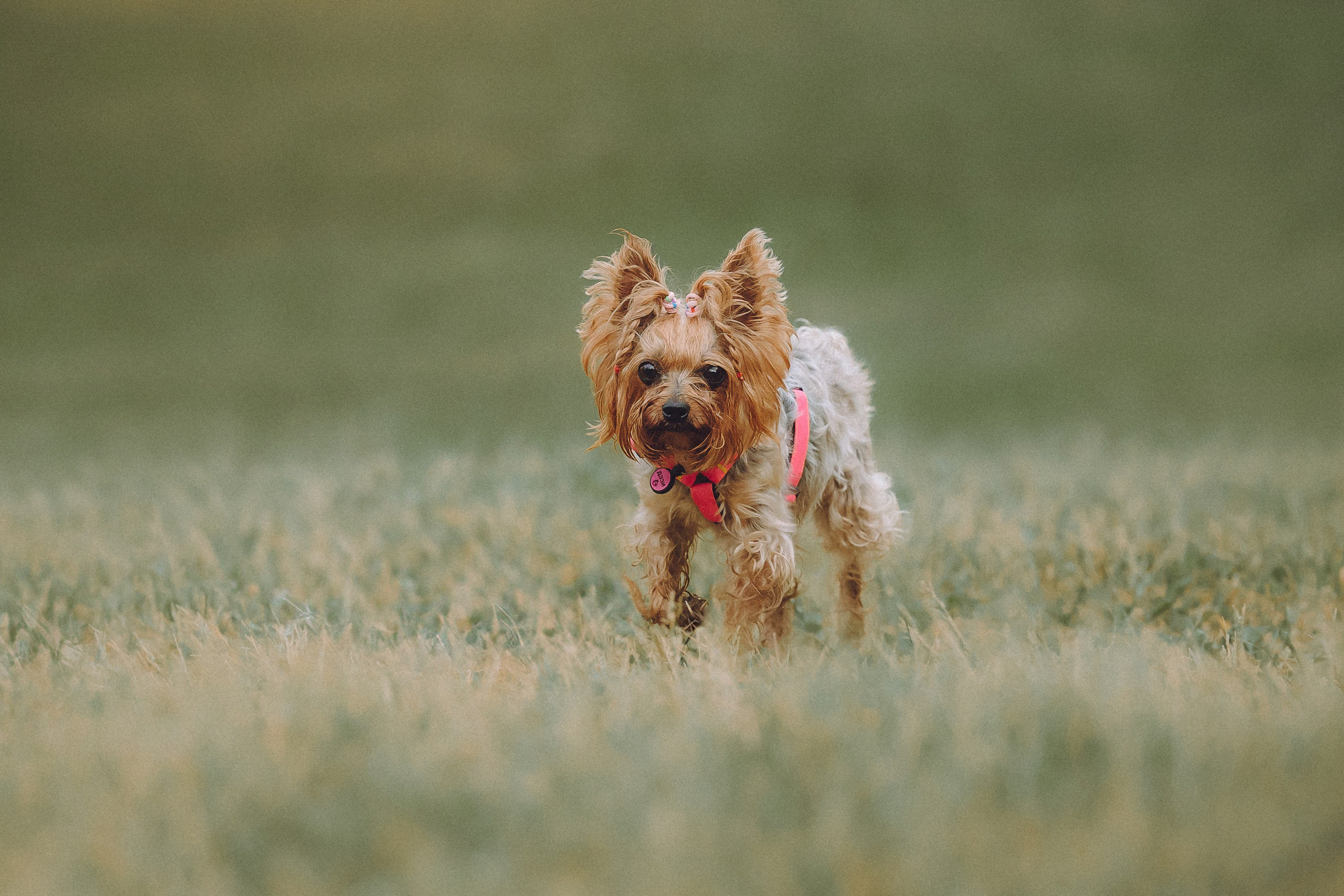 Даша и Дэзи