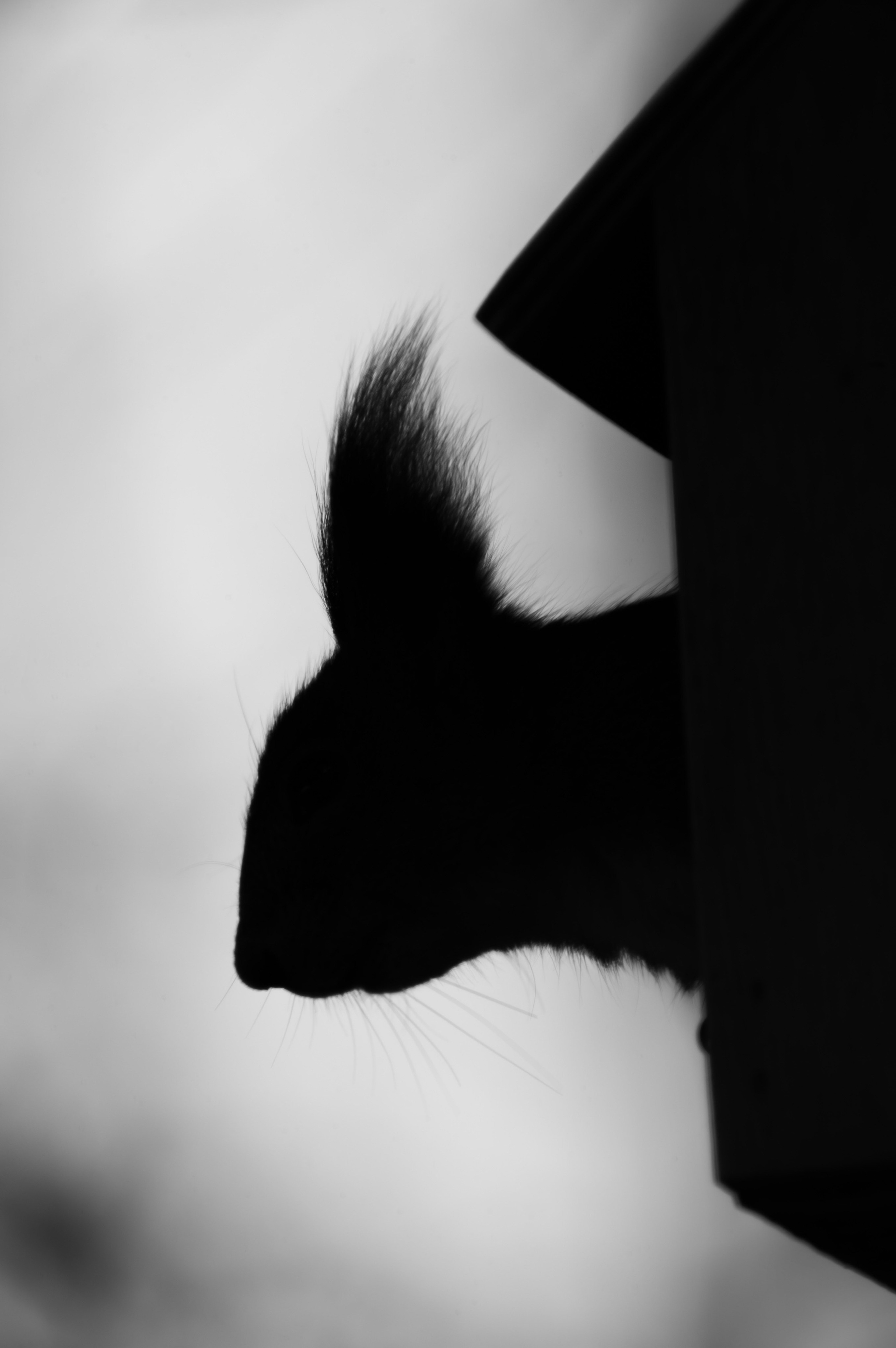 Животные. Фотограф Александр Смирнов