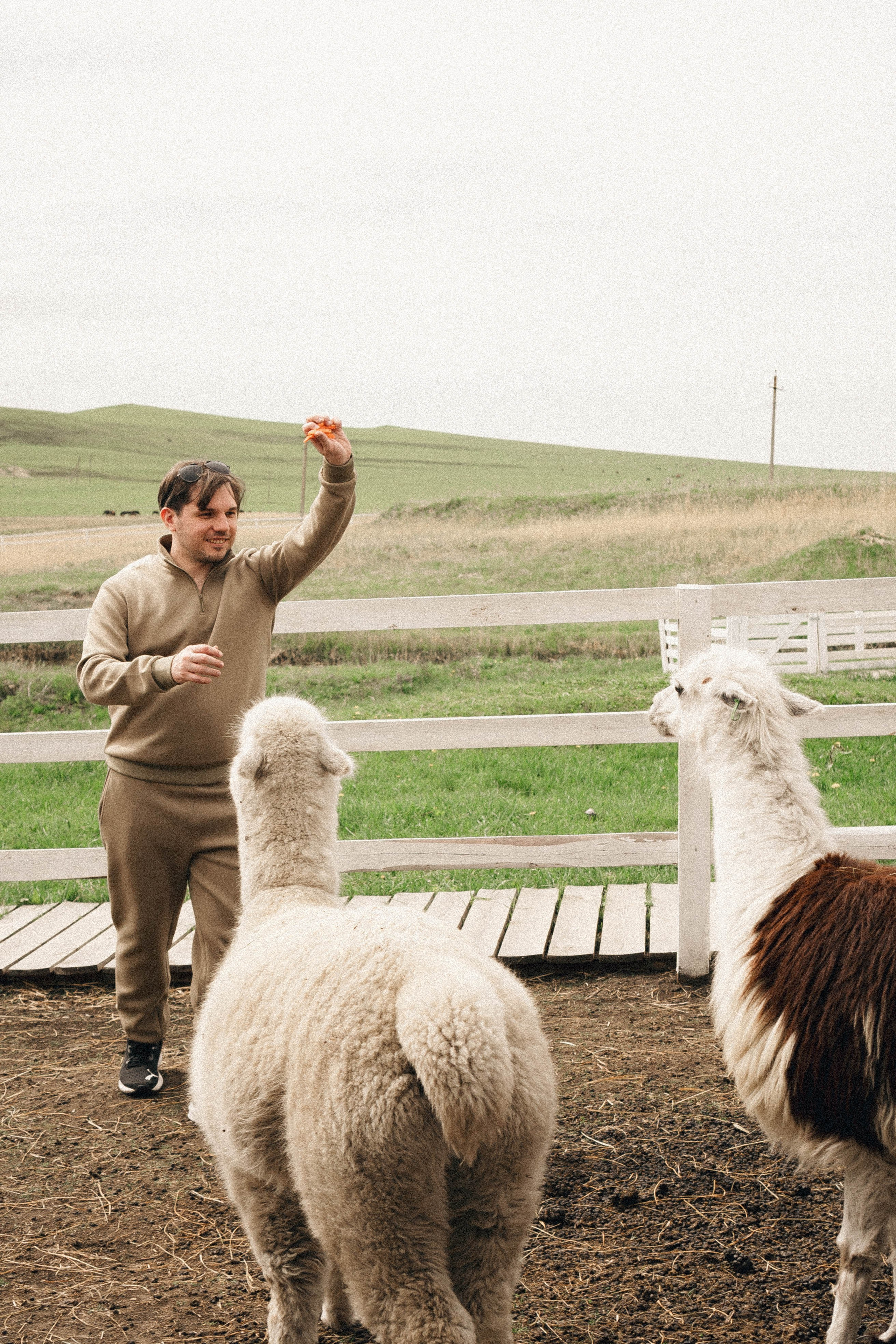 Ферма Альпак. Профессиональный фотограф, Санкт-Петербург — Виктория Богомолова