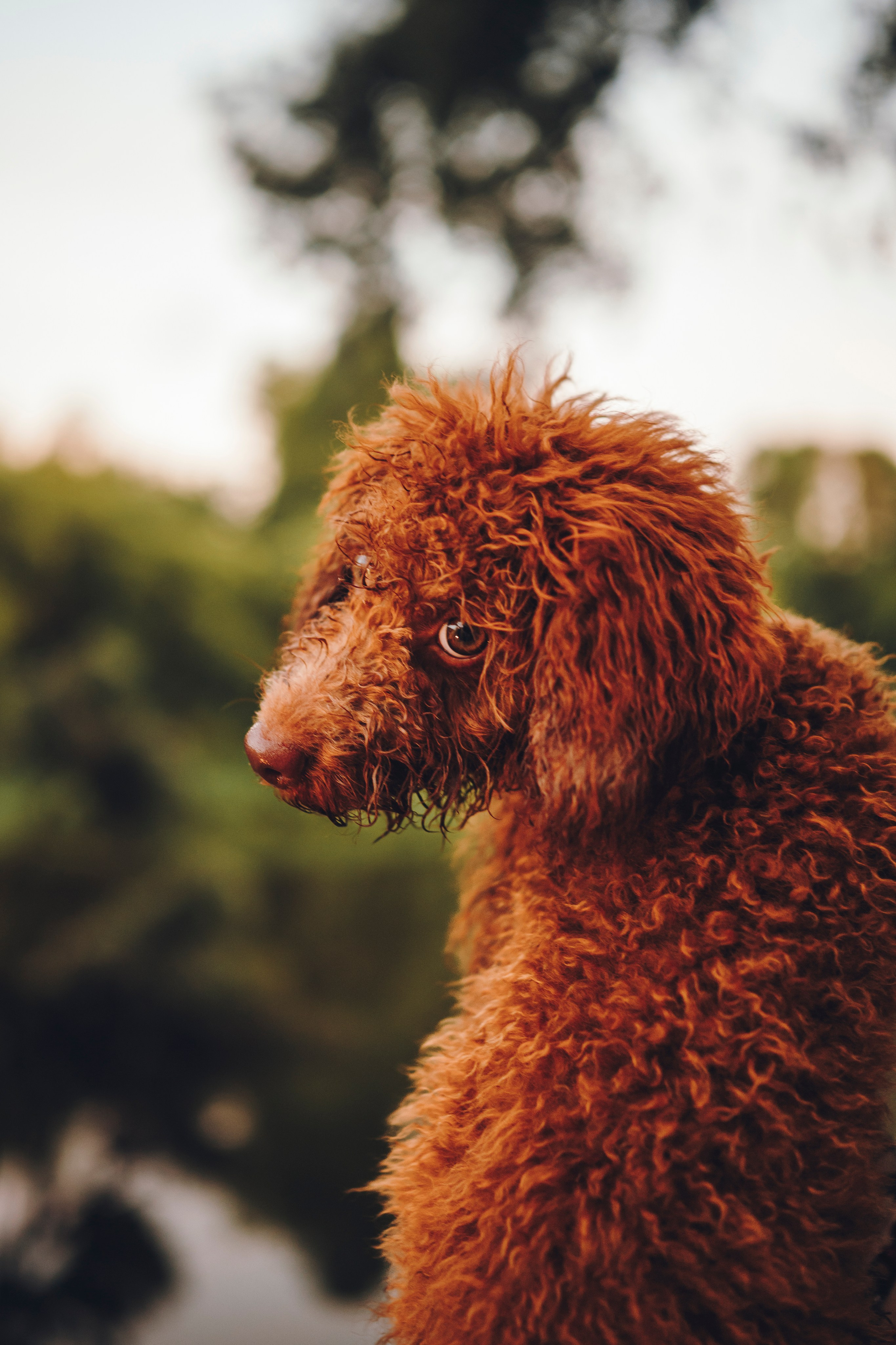 Марина, Тарас и Хагрид. Семейный фотограф анималист Ананьева Мария — Москва