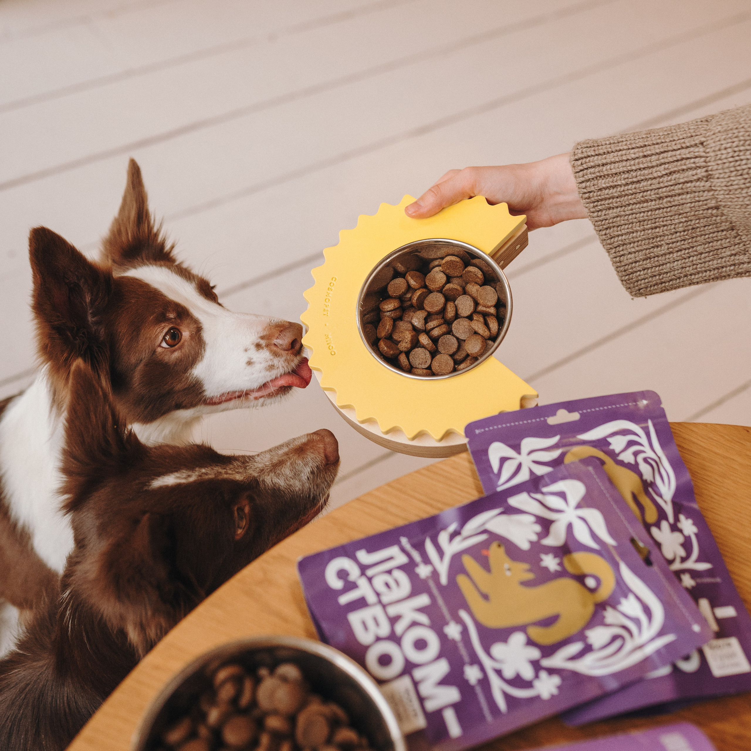 Cosmodog. Миски и лакомства. Семейный фотограф анималист Ананьева Мария — Москва