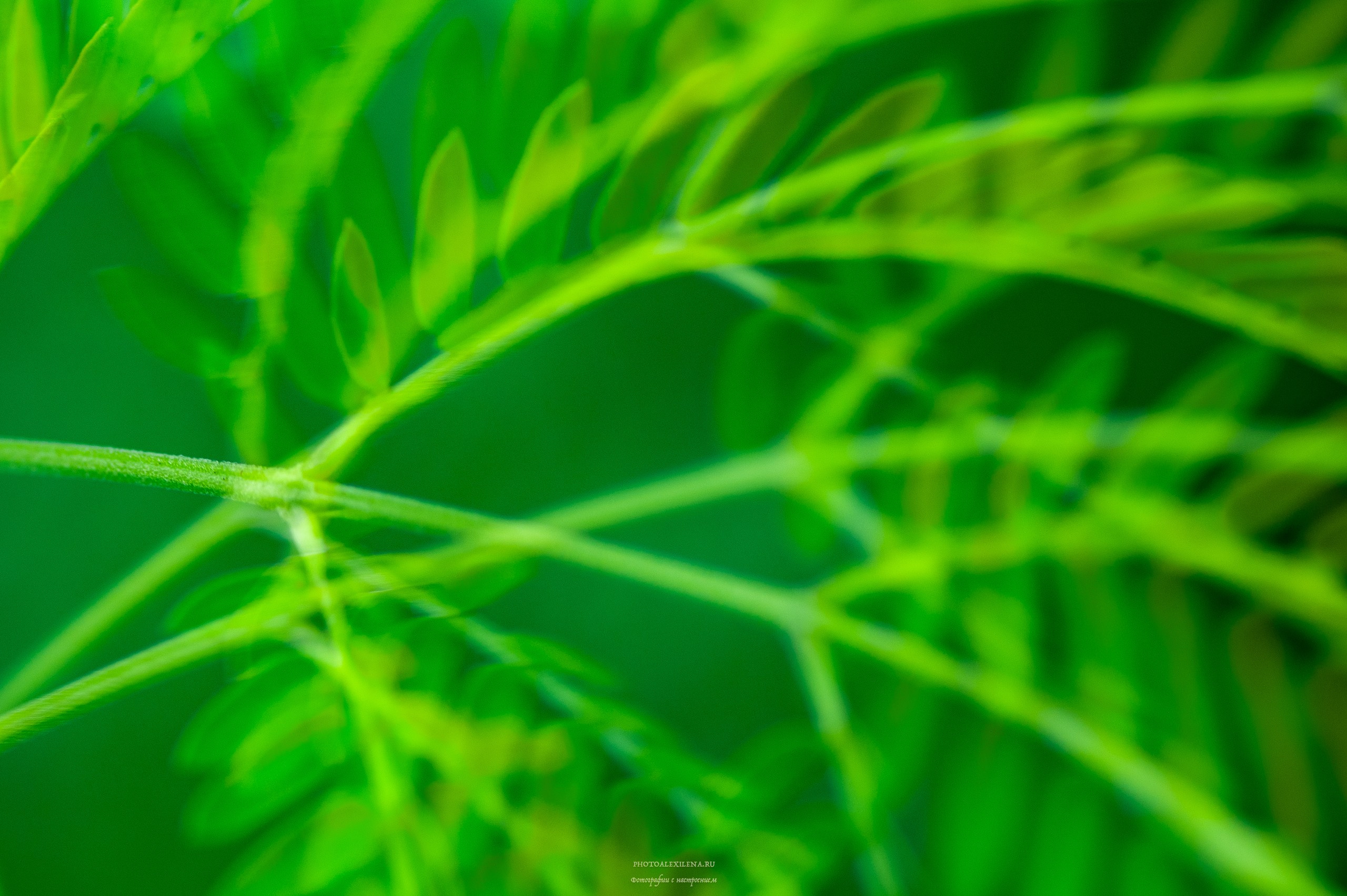 Все оттенки зелёного. Авторские стильные фотокартины