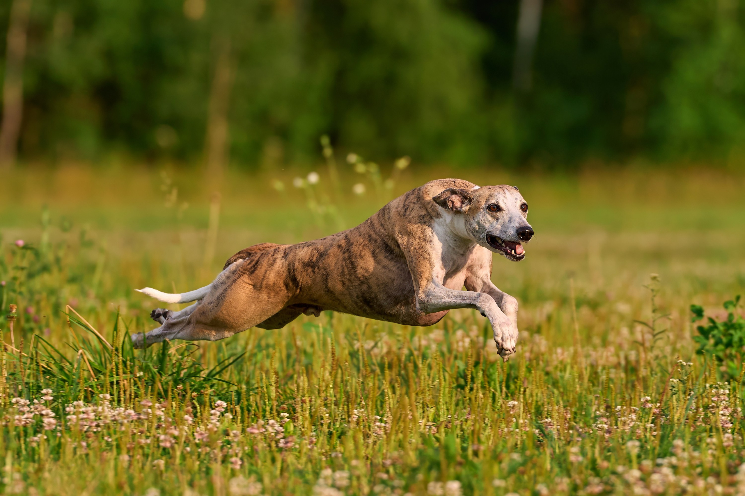 Тренировка по курсингу в Донино. Фотограф-анималист Михаил Манухин