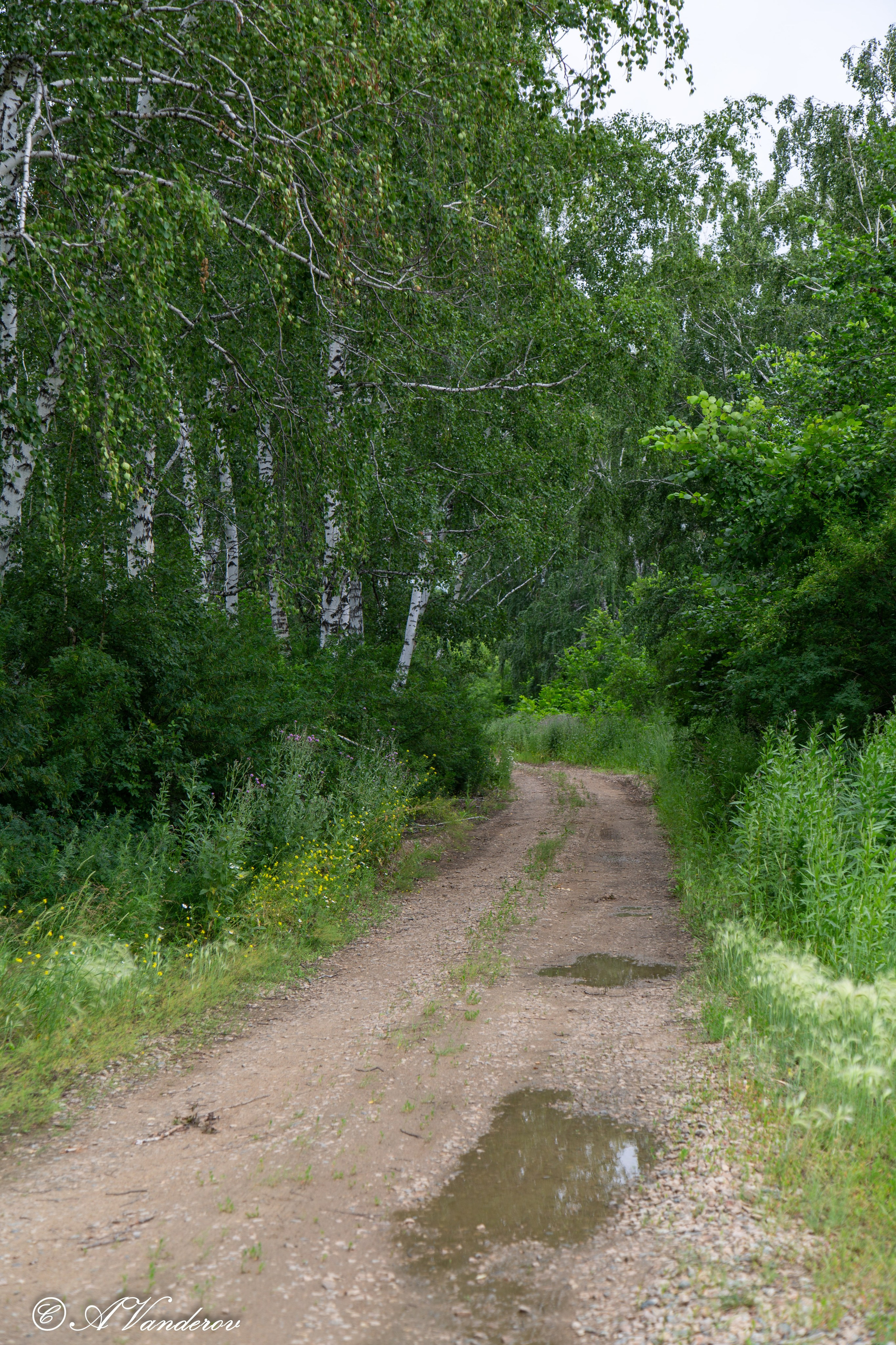 Калачинск 07.07.2024. Фотограф Омск | Александр Вандеров