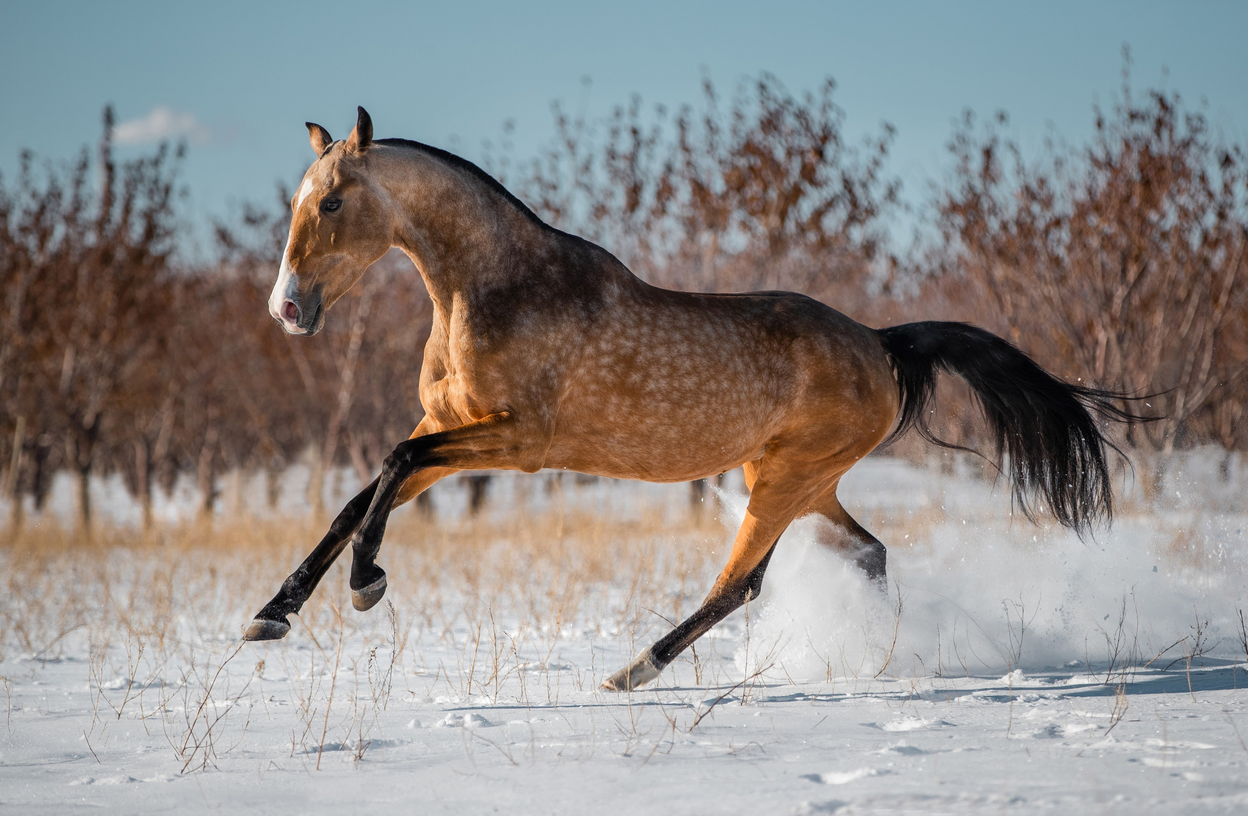 В движении. Фотограф-анималист Ксендзова Кристина