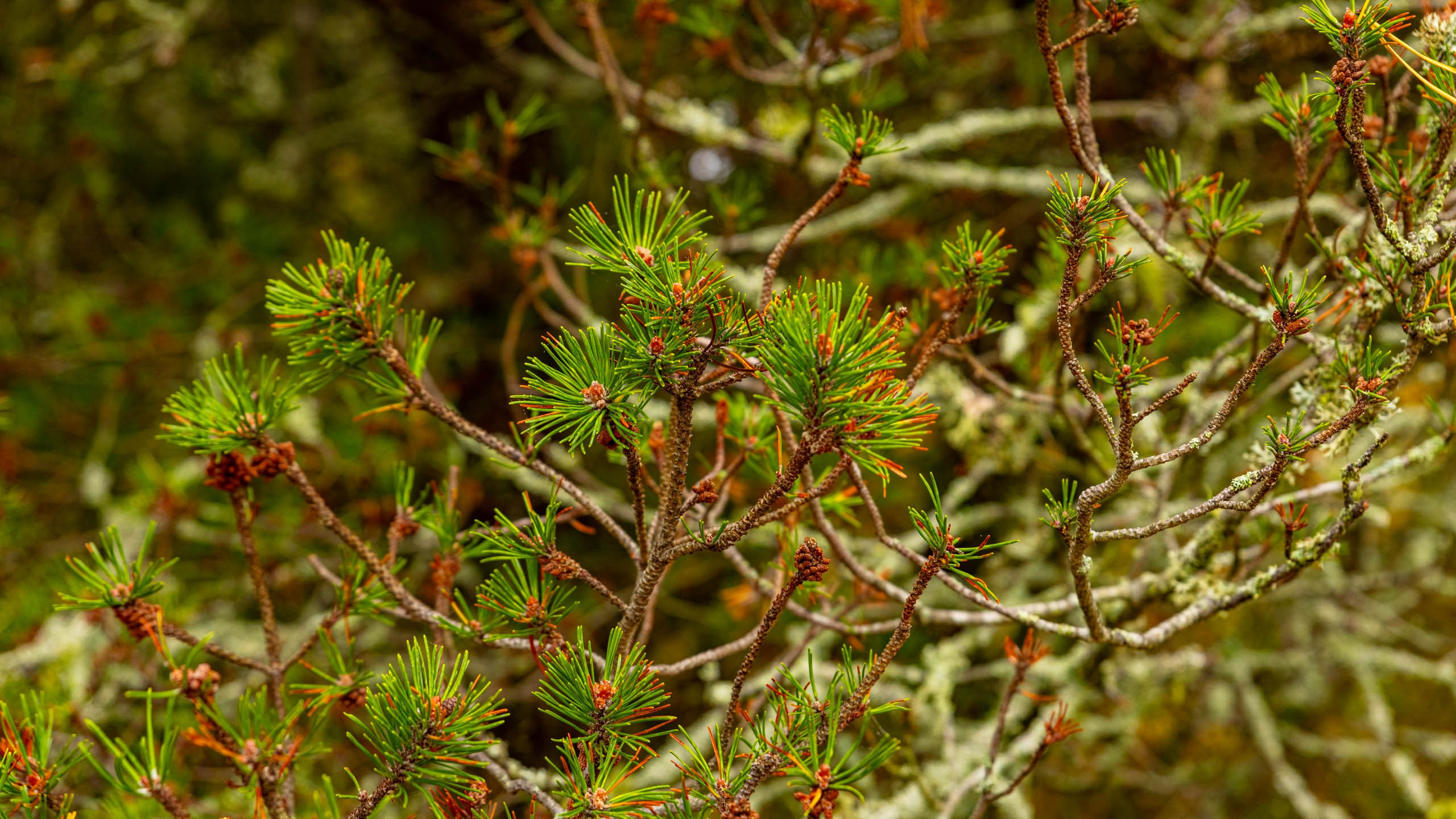 2024 10 Зеленоградск, Светлогорск, Куршская коса. Фотографии