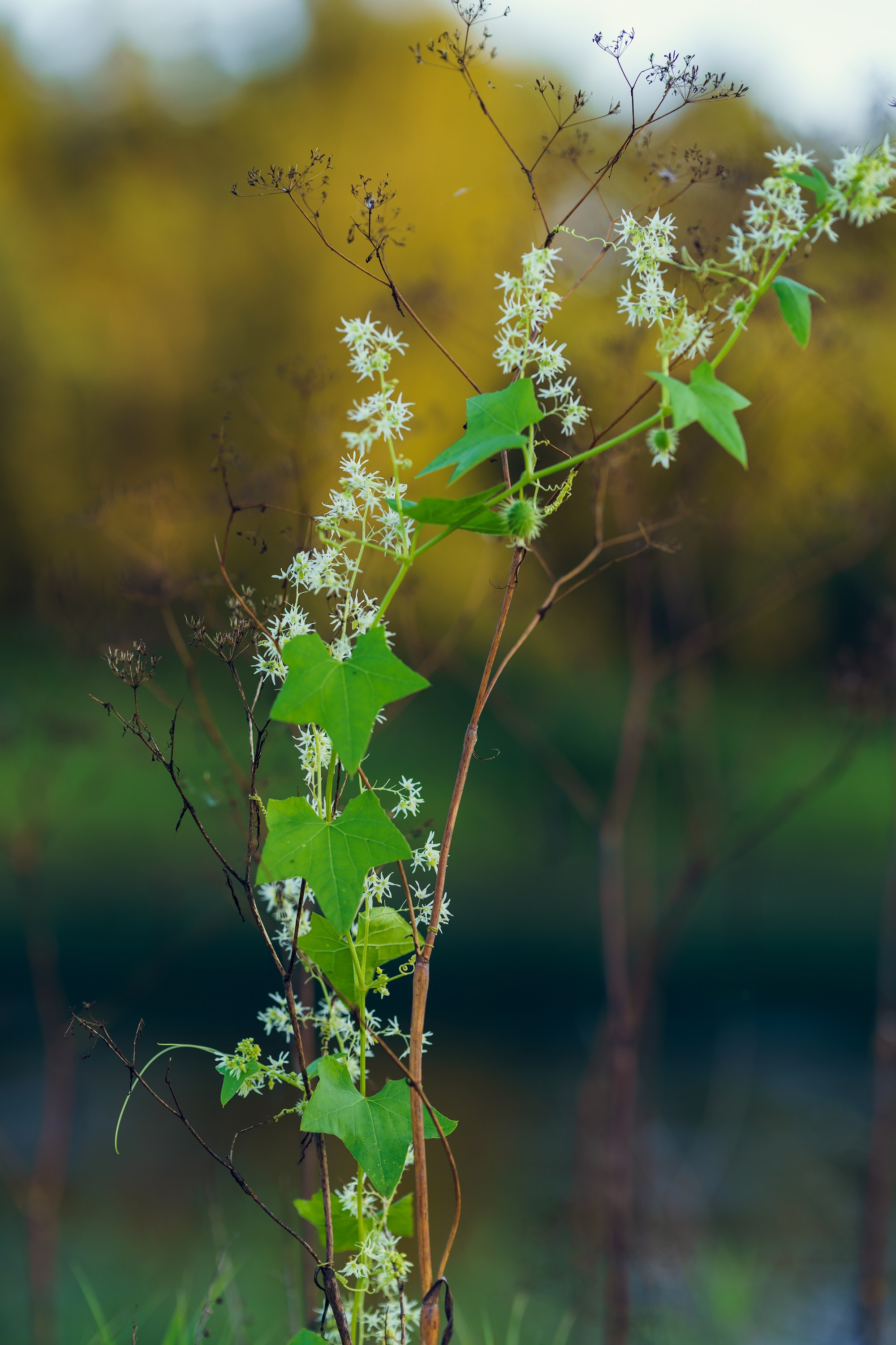 Фотографии Национальный парк Угра. Фотограф спортивные события, недвижимость, турбизнес