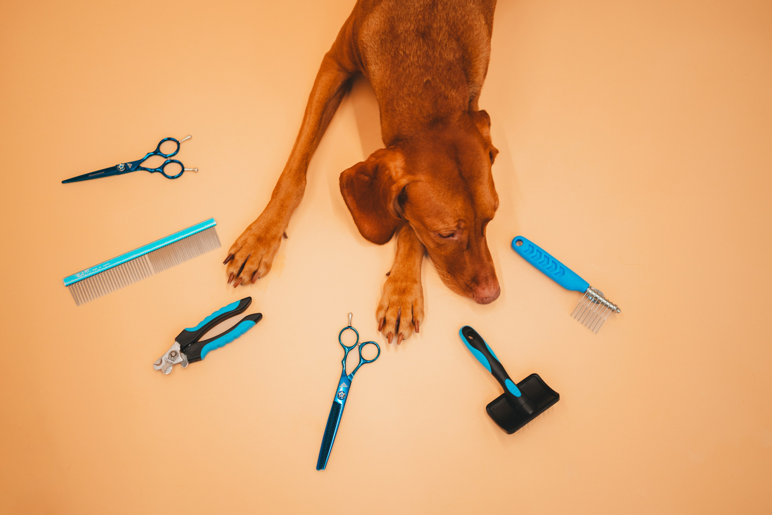 Груминг — салон. Фотограф анималист Осипчикова Мария