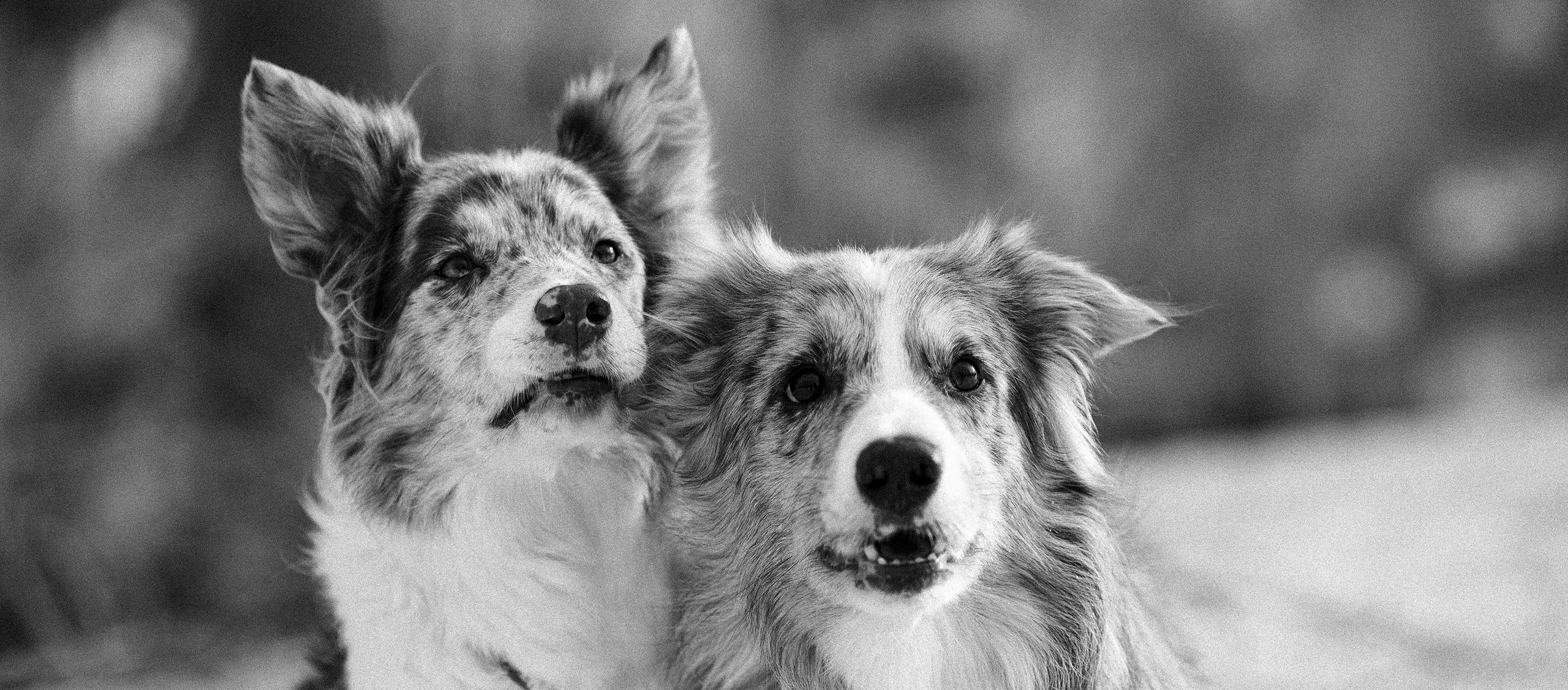 Съемка животных. Конный фотограф в Челябинске Стромова Ольга
