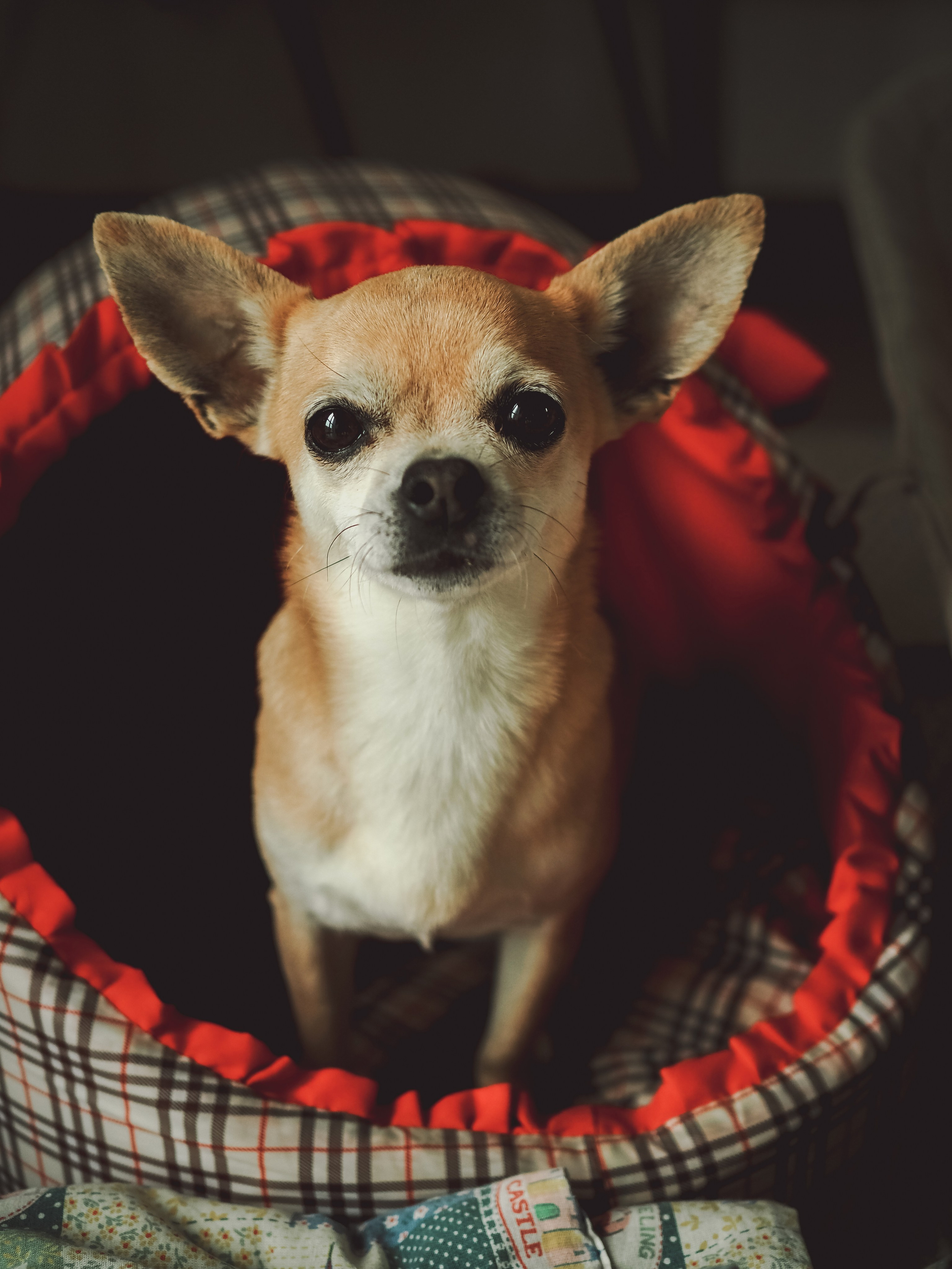 Эдуард Анна и Эдгар. Семейный фотограф Ольга Барабанова