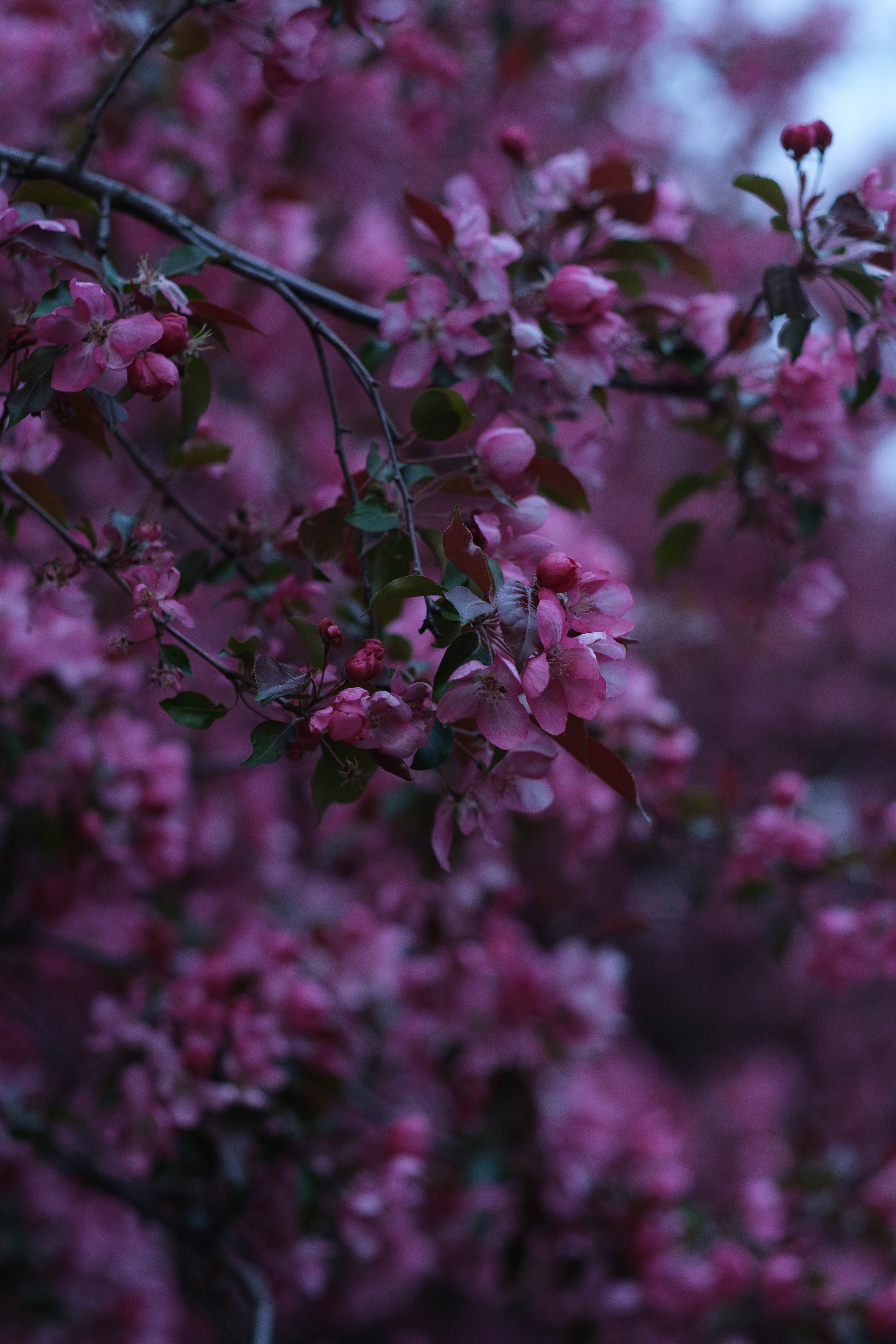 Александра в цветах. Фотограф Диана Иремадзе