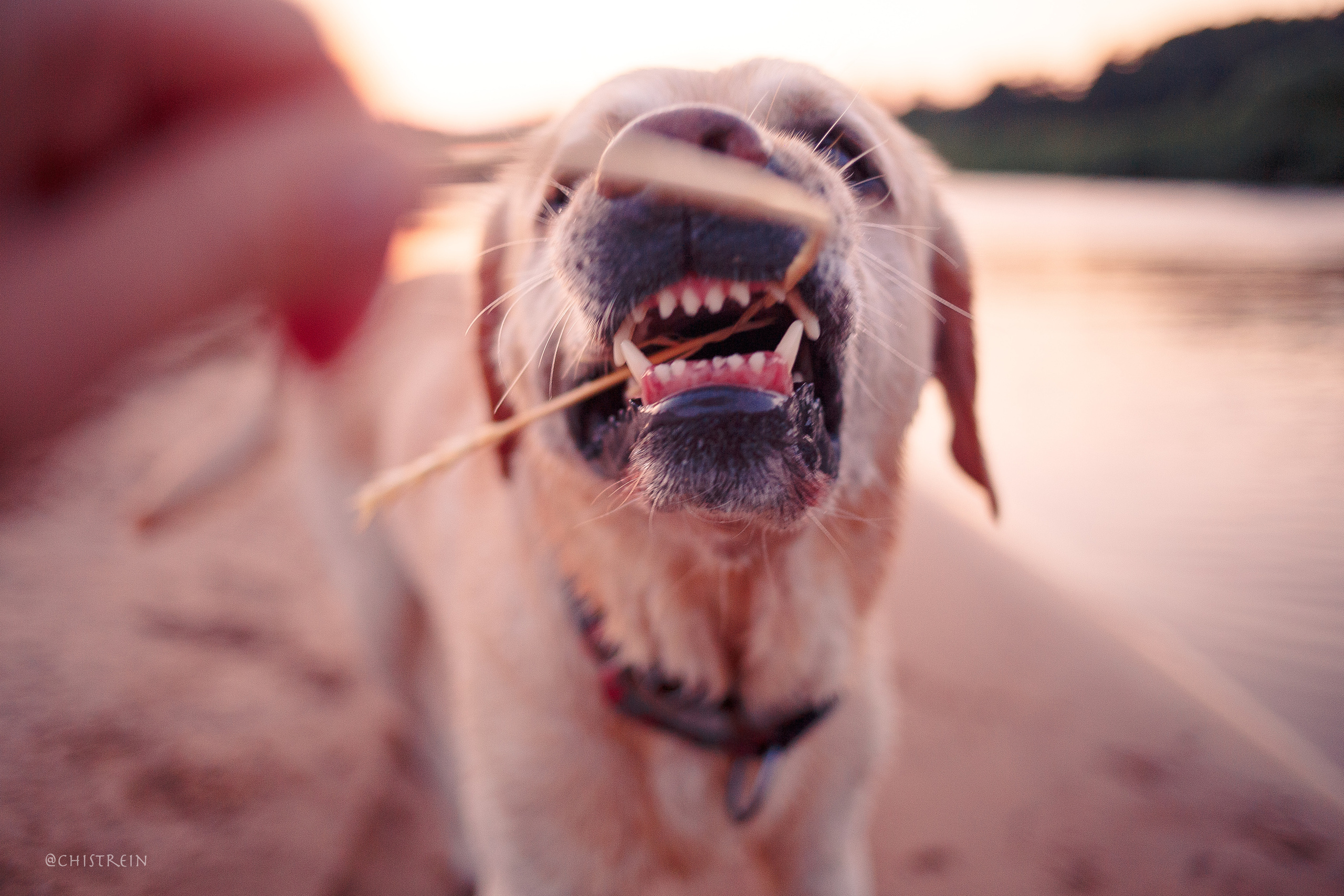 Маша и лабрадор Арни. Фотограф-анималист Наталия Чистюхина в г. Сосновый Бор и ЛО