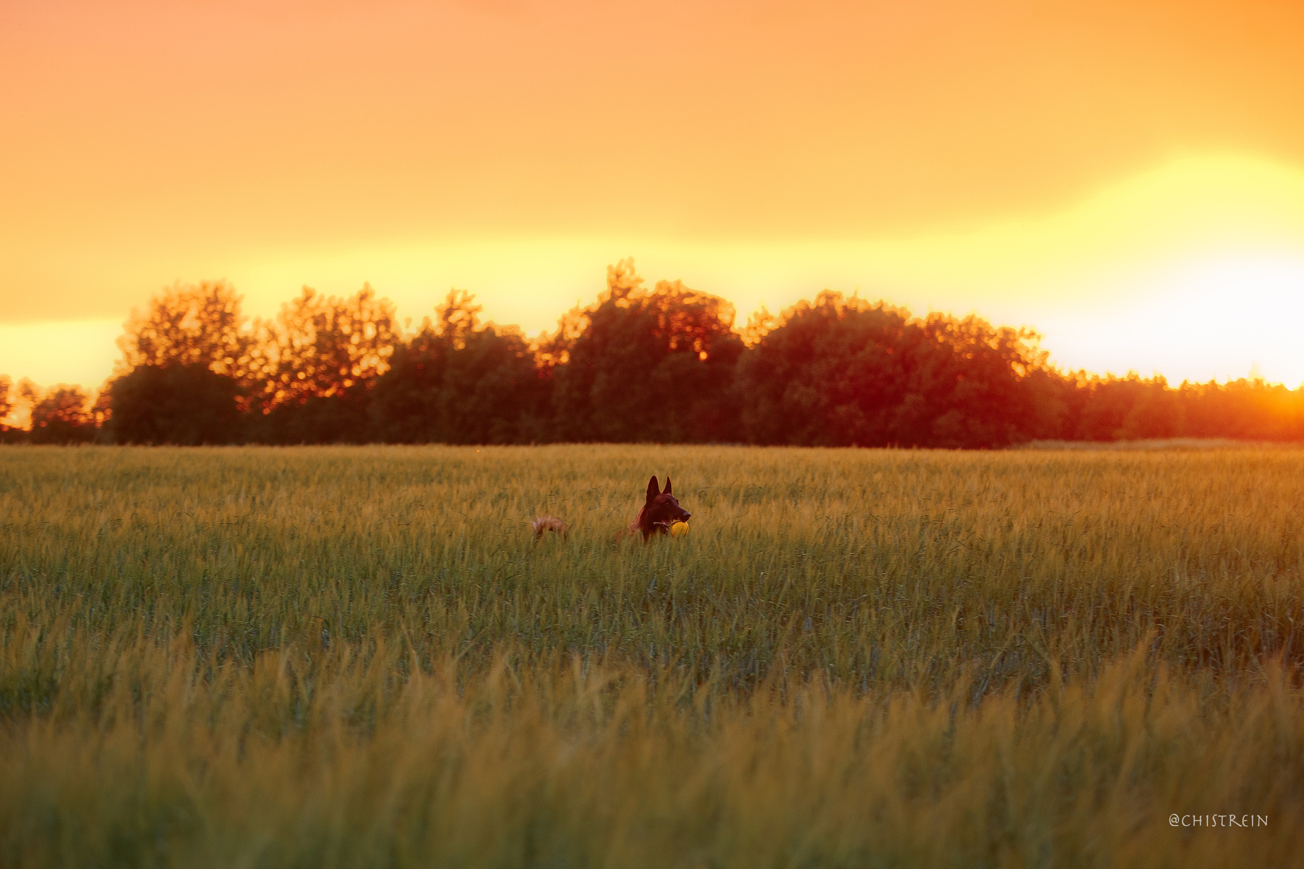 Лена и Раш встречают закат в полях. Фотограф-анималист Наталия Чистюхина в г. Сосновый Бор и ЛО