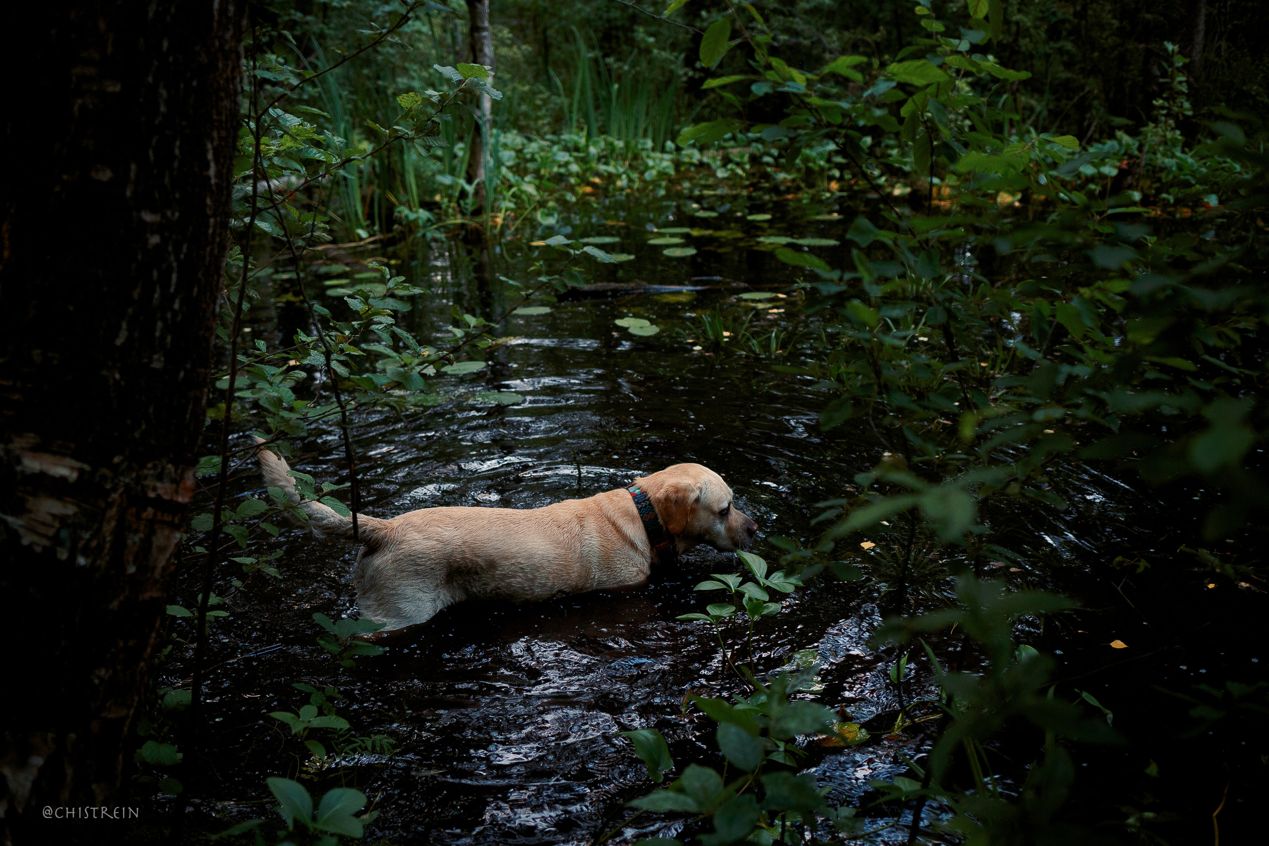 Маша и лабрадор Арни. Фотограф-анималист Наталия Чистюхина в г. Сосновый Бор и ЛО