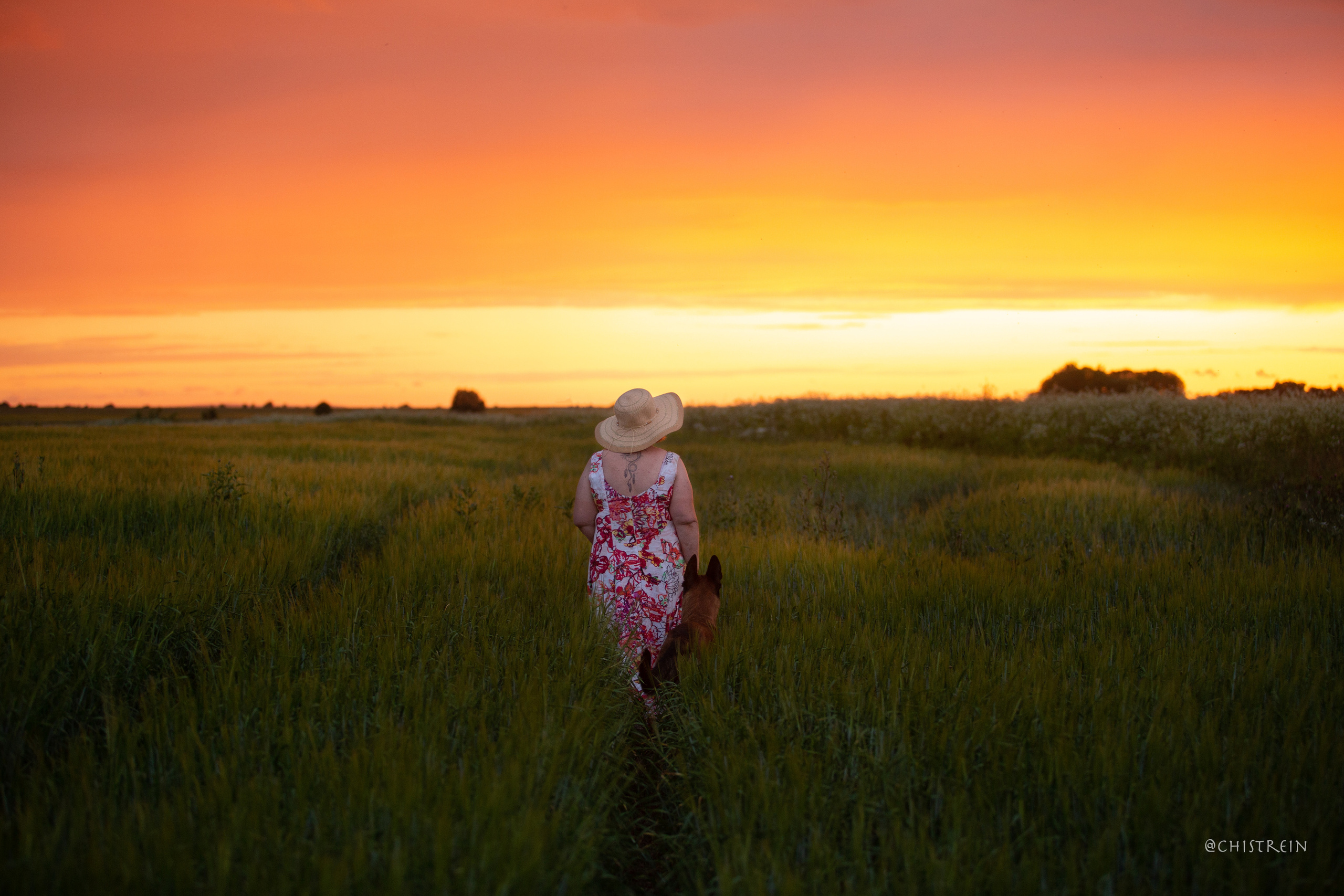Лена и Раш встречают закат в полях. Фотограф-анималист Наталия Чистюхина в г. Сосновый Бор и ЛО