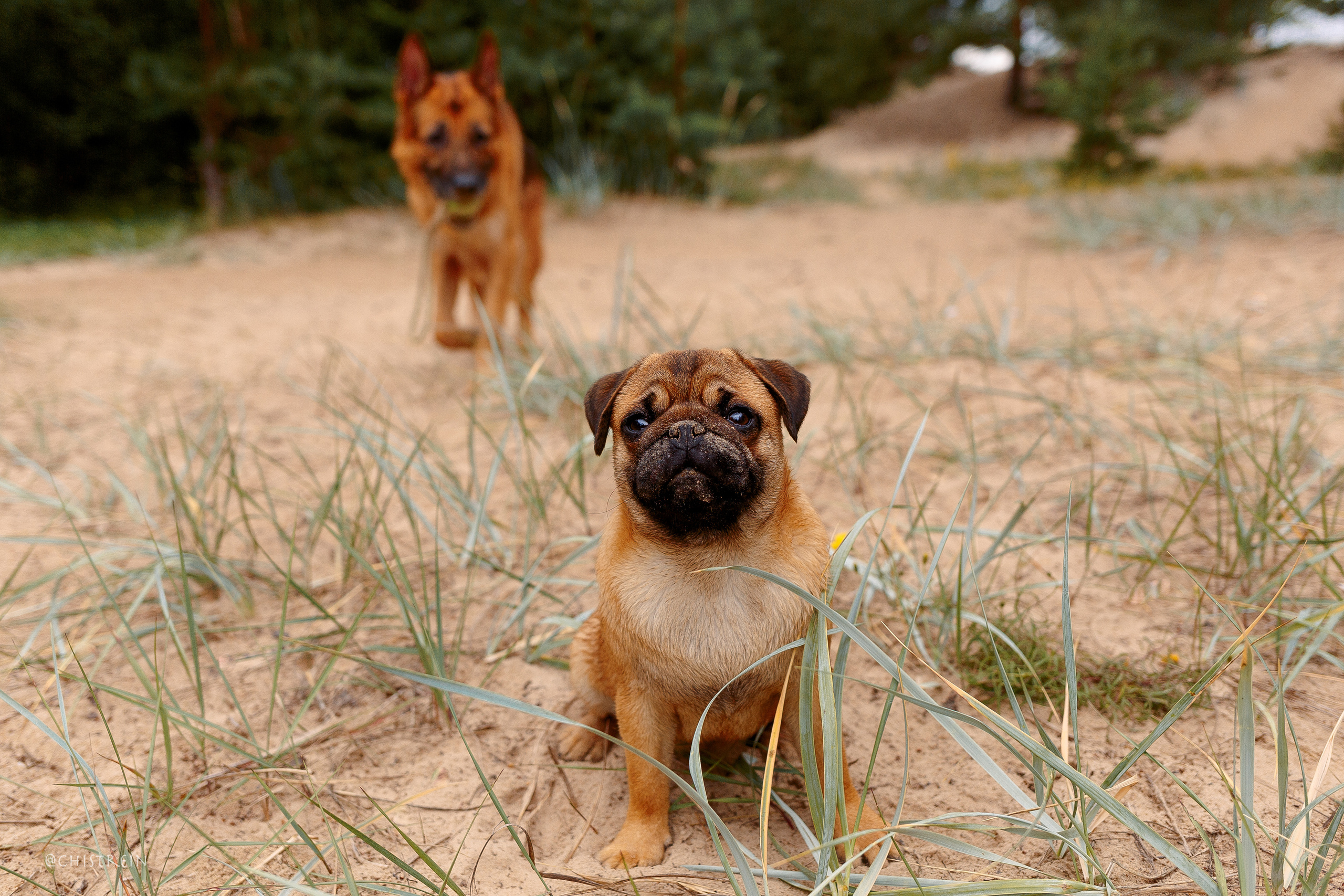Соня и банда. Фотограф-анималист Наталия Чистюхина в г. Сосновый Бор и ЛО