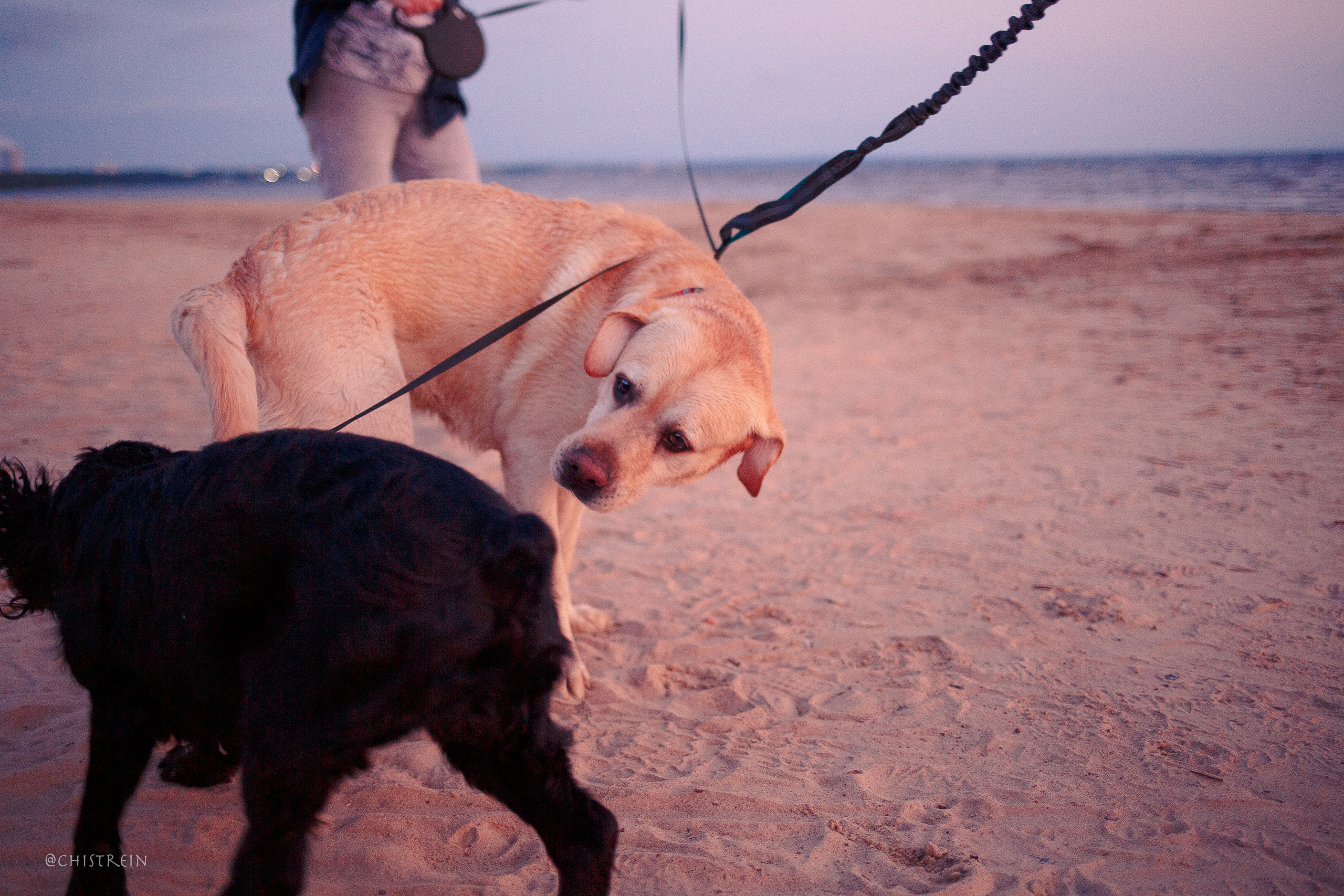 Маша и лабрадор Арни. Фотограф-анималист Наталия Чистюхина в г. Сосновый Бор и ЛО