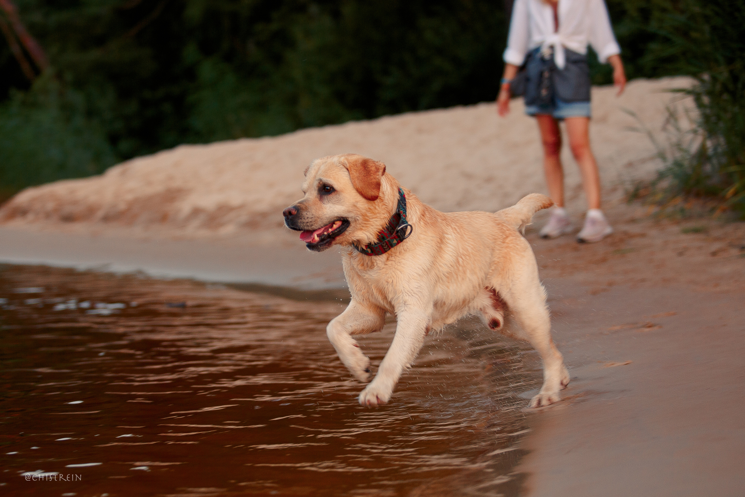 Маша и лабрадор Арни. Фотограф-анималист Наталия Чистюхина в г. Сосновый Бор и ЛО