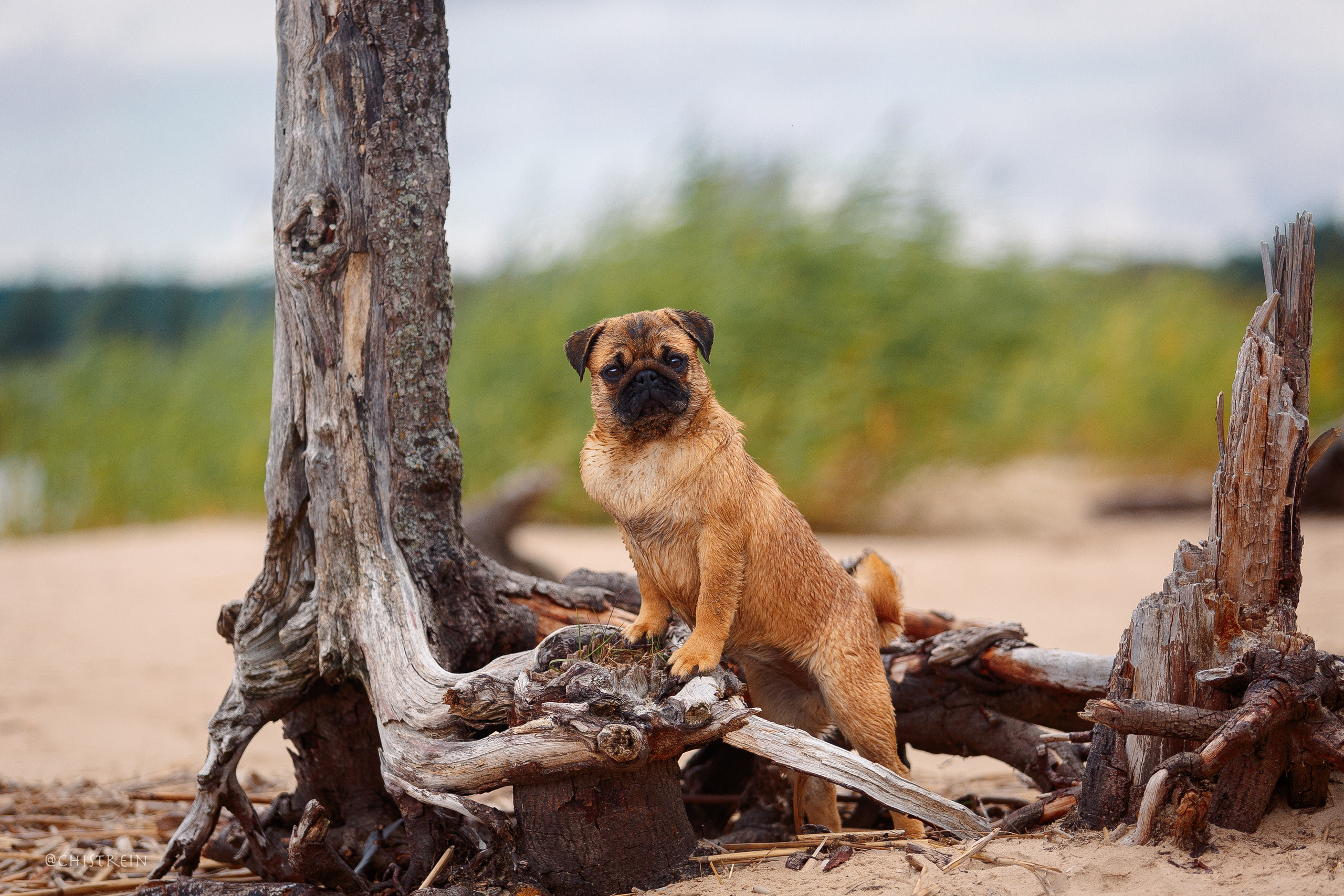 Соня и банда. Фотограф-анималист Наталия Чистюхина в г. Сосновый Бор и ЛО