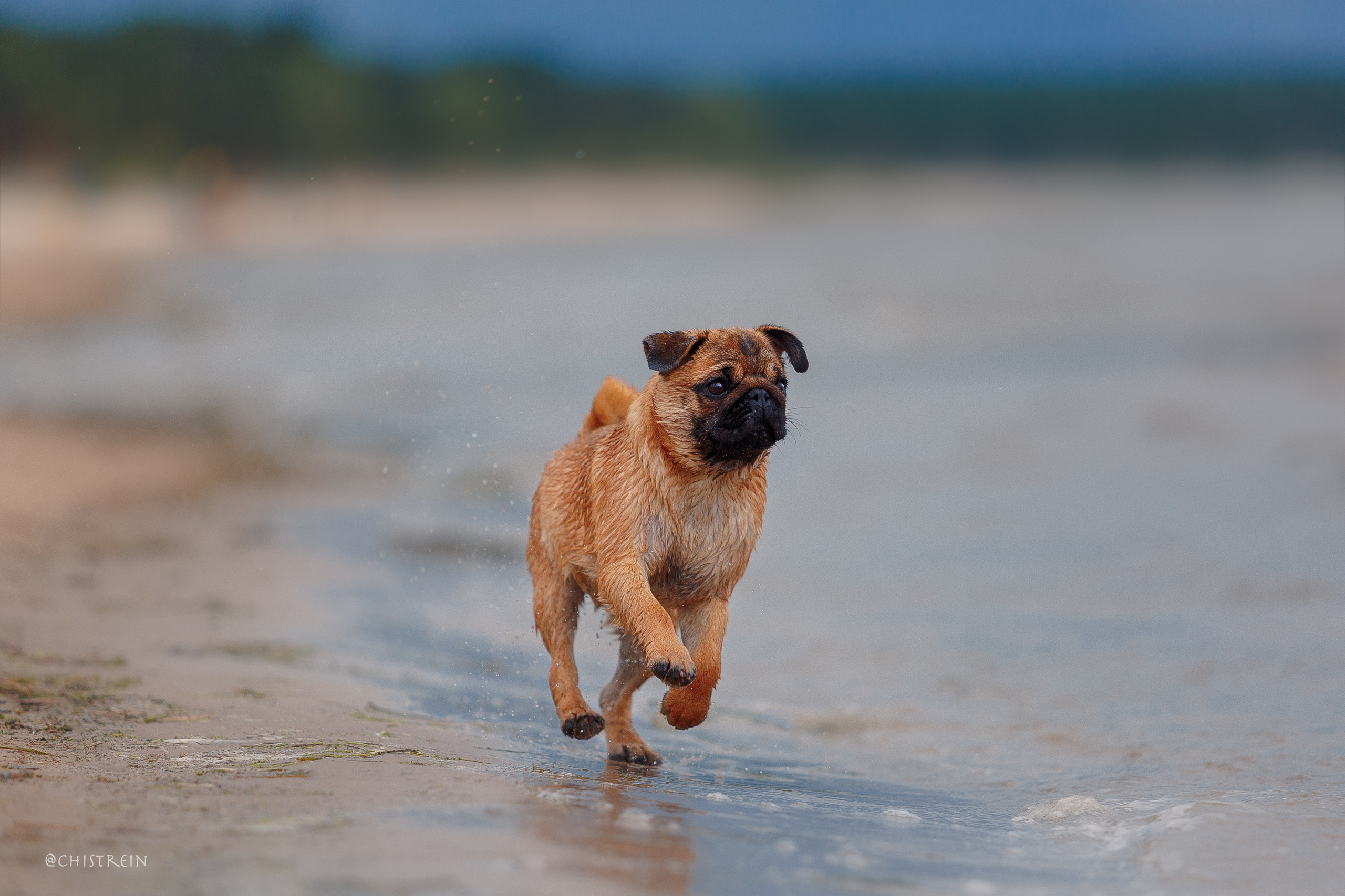 Соня и банда. Фотограф-анималист Наталия Чистюхина в г. Сосновый Бор и ЛО