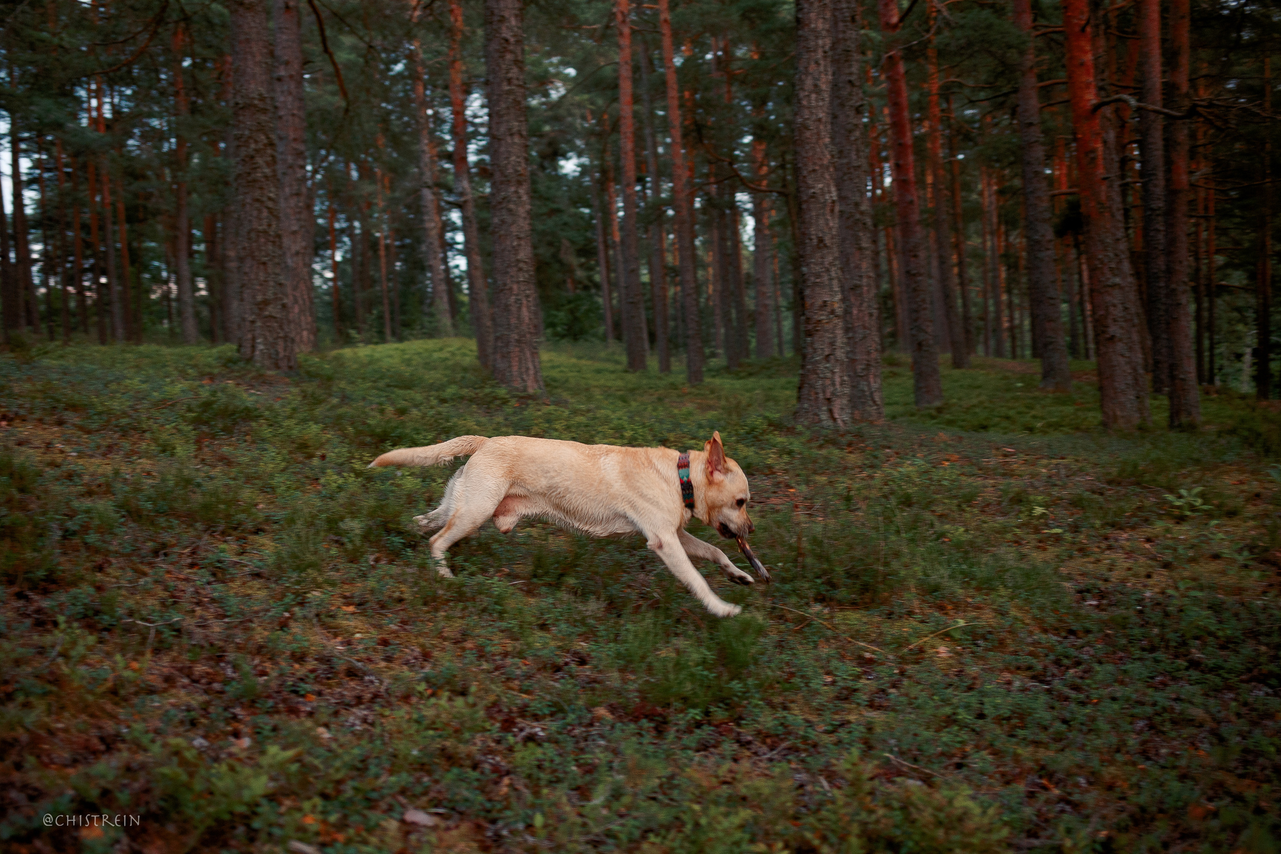 Маша и лабрадор Арни. Фотограф-анималист Наталия Чистюхина в г. Сосновый Бор и ЛО