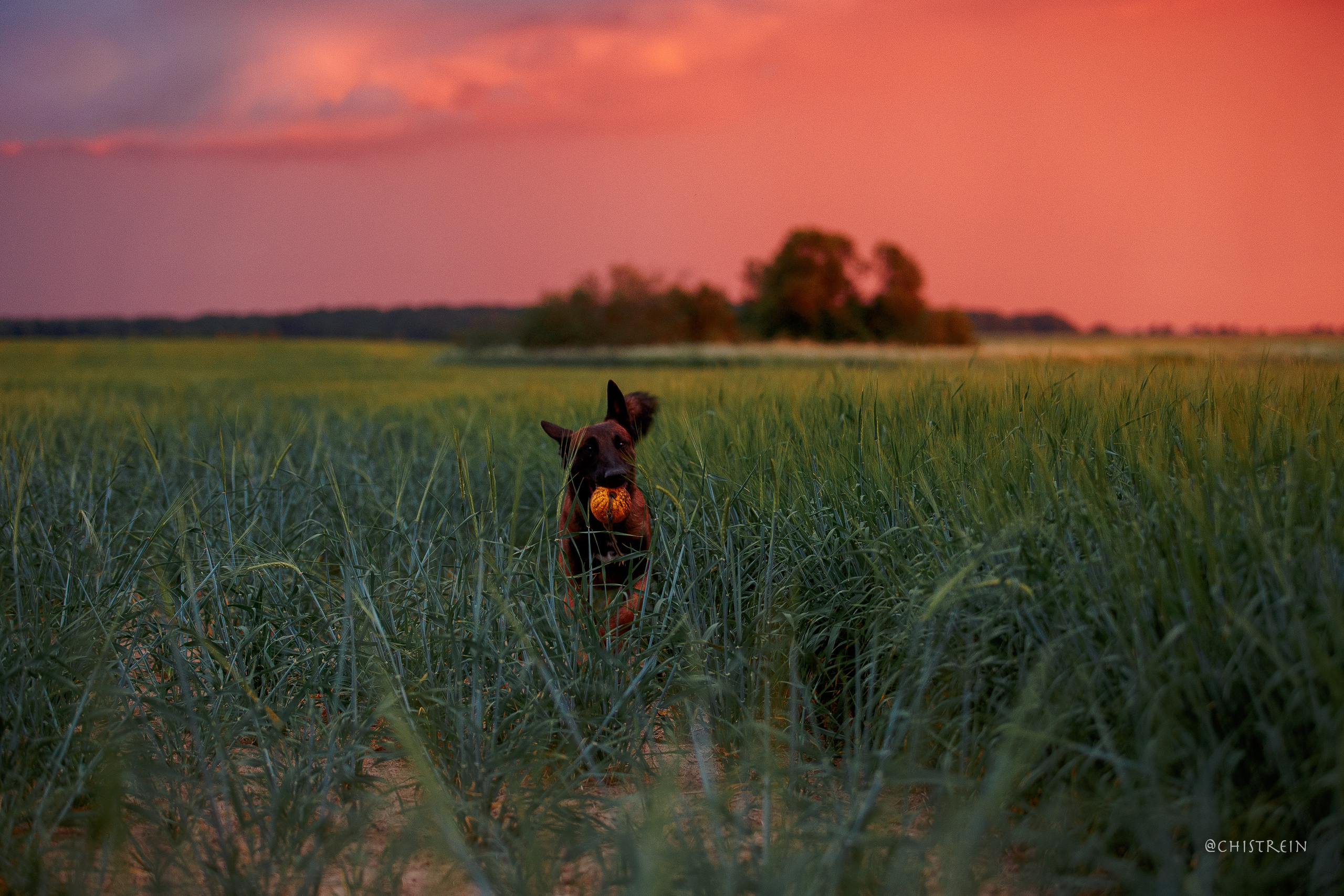 Лена и Раш встречают закат в полях. Фотограф-анималист Наталия Чистюхина в г. Сосновый Бор и ЛО