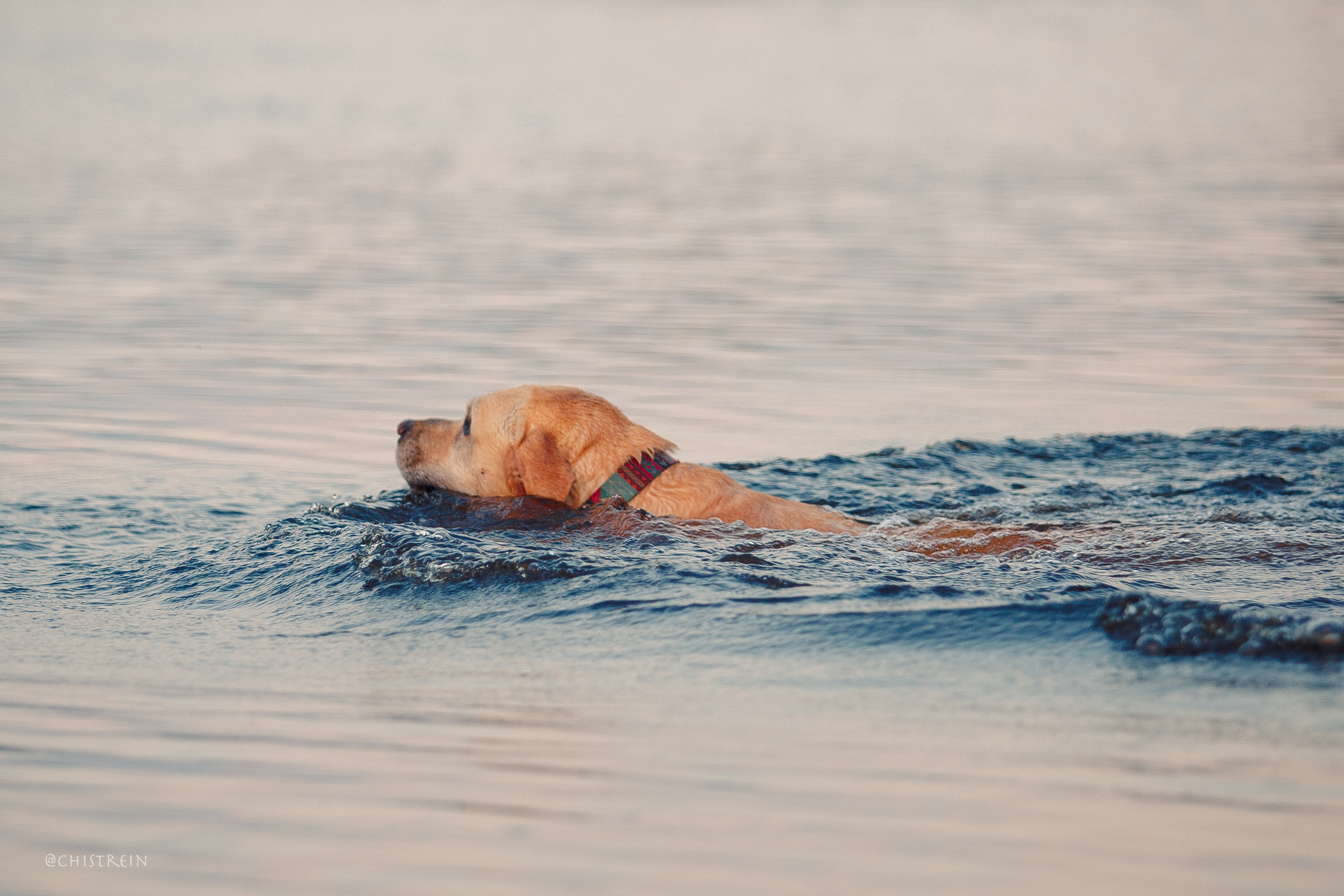 Маша и лабрадор Арни. Фотограф-анималист Наталия Чистюхина в г. Сосновый Бор и ЛО