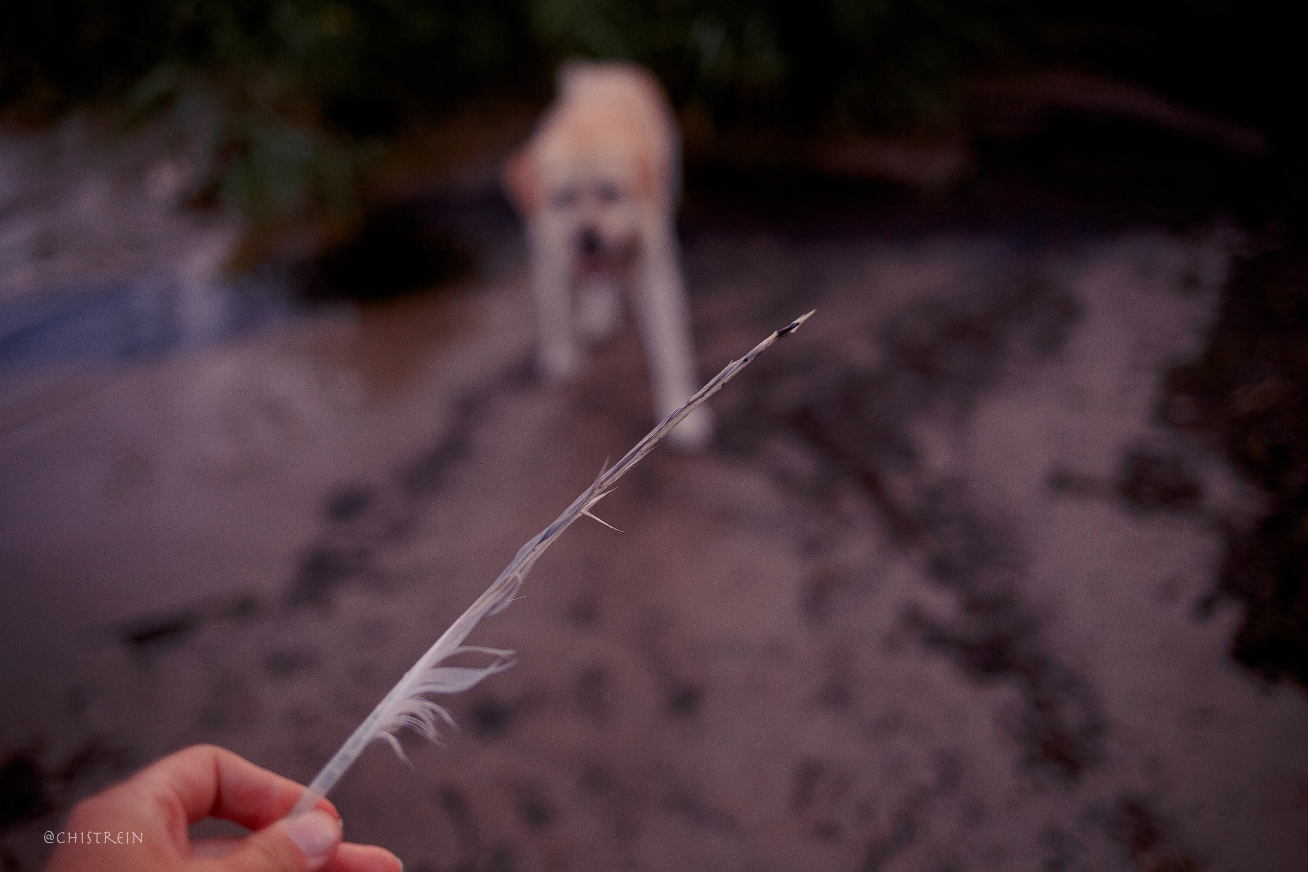 Маша и лабрадор Арни. Фотограф-анималист Наталия Чистюхина в г. Сосновый Бор и ЛО
