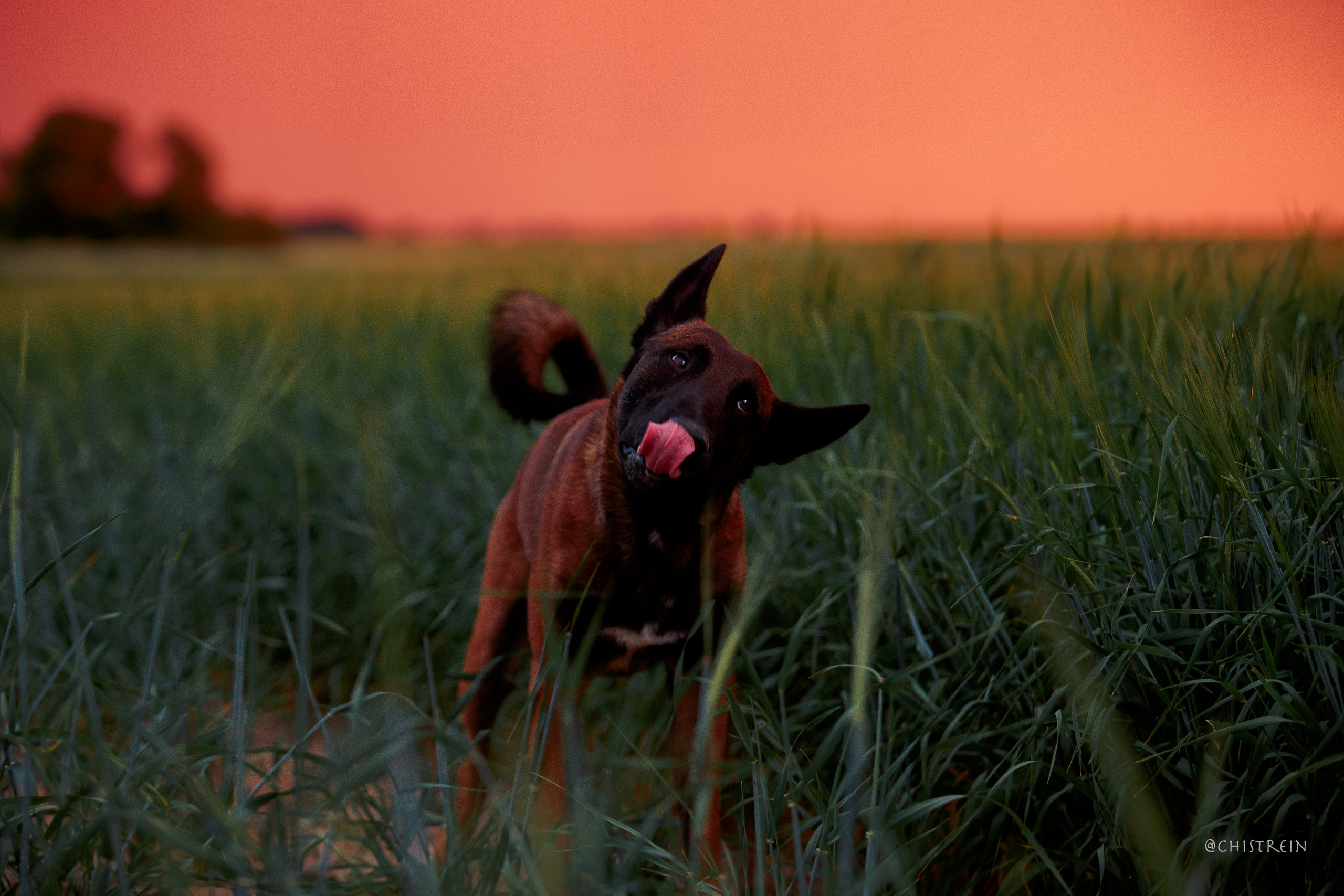 Лена и Раш встречают закат в полях. Фотограф-анималист Наталия Чистюхина в г. Сосновый Бор и ЛО