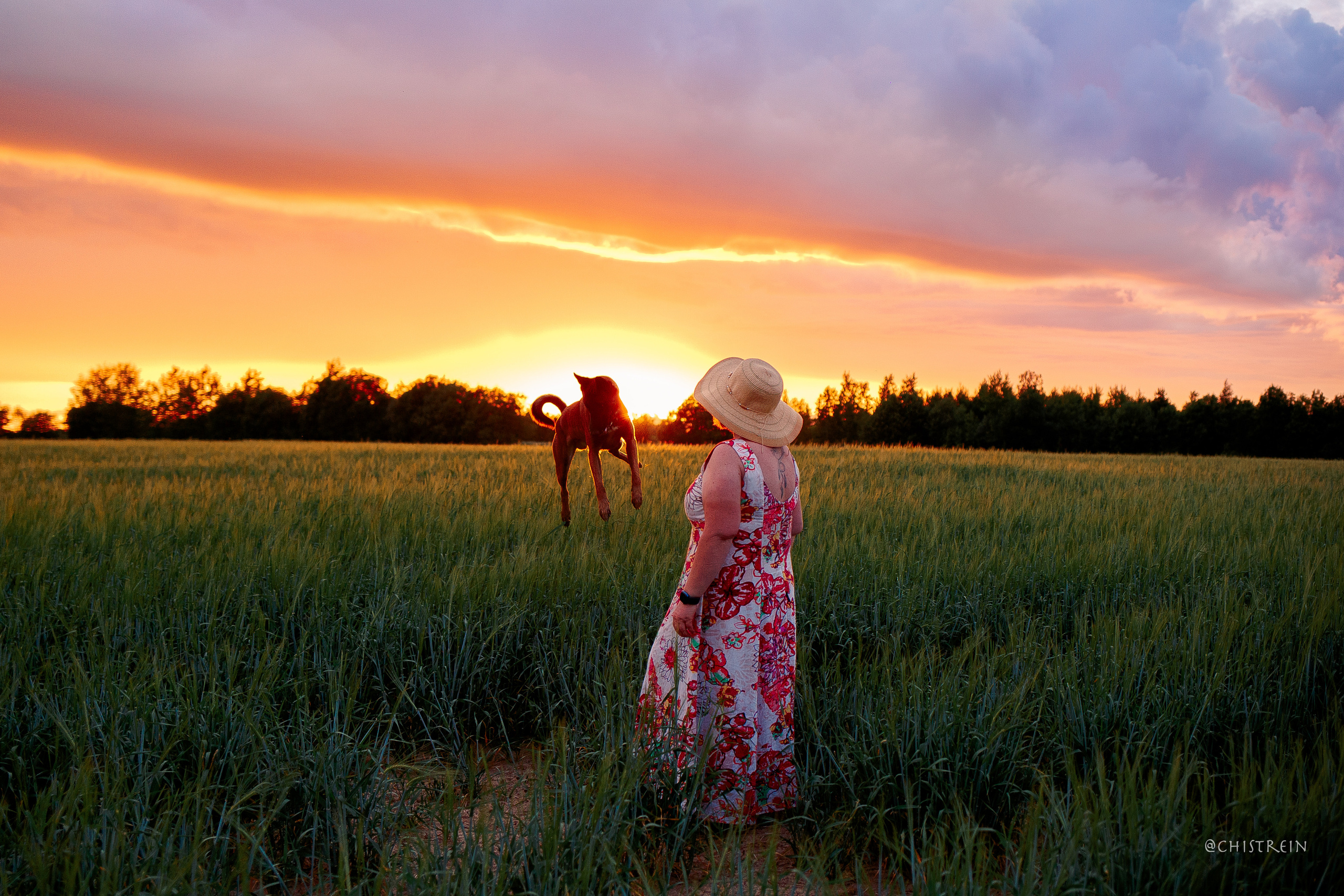 Лена и Раш встречают закат в полях. Фотограф-анималист Наталия Чистюхина в г. Сосновый Бор и ЛО