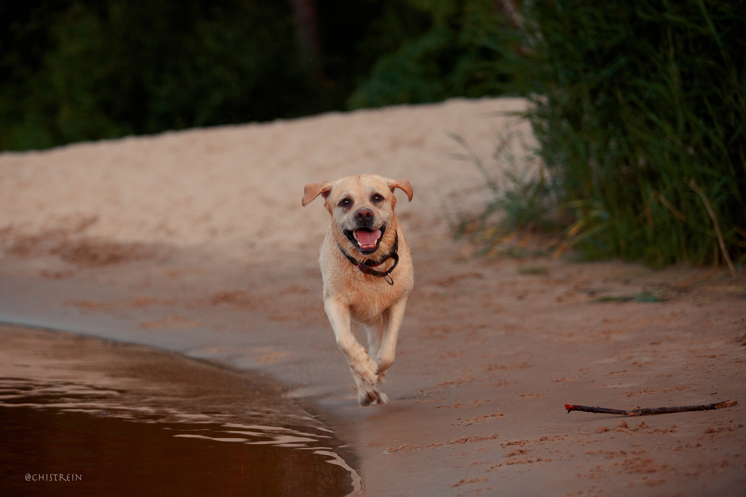 Маша и лабрадор Арни. Фотограф-анималист Наталия Чистюхина в г. Сосновый Бор и ЛО